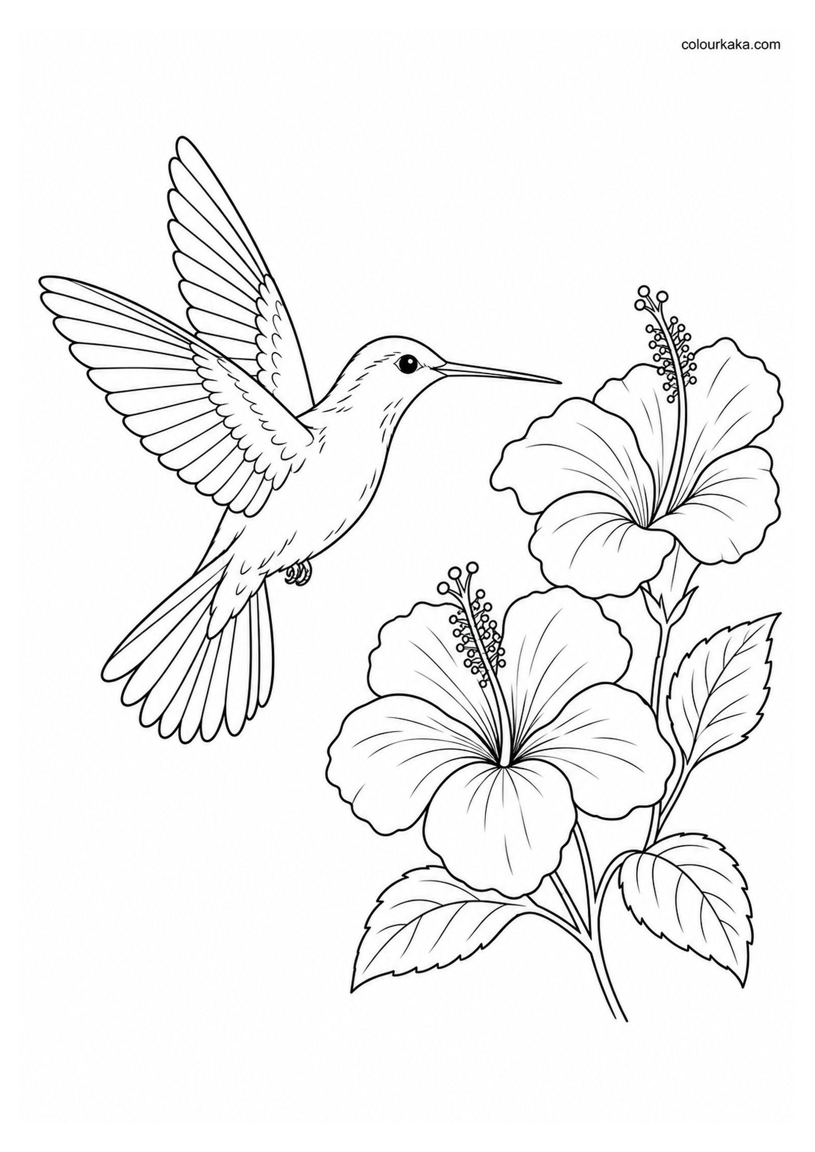 Hummingbird Hovering Colouring Page colouring page preview