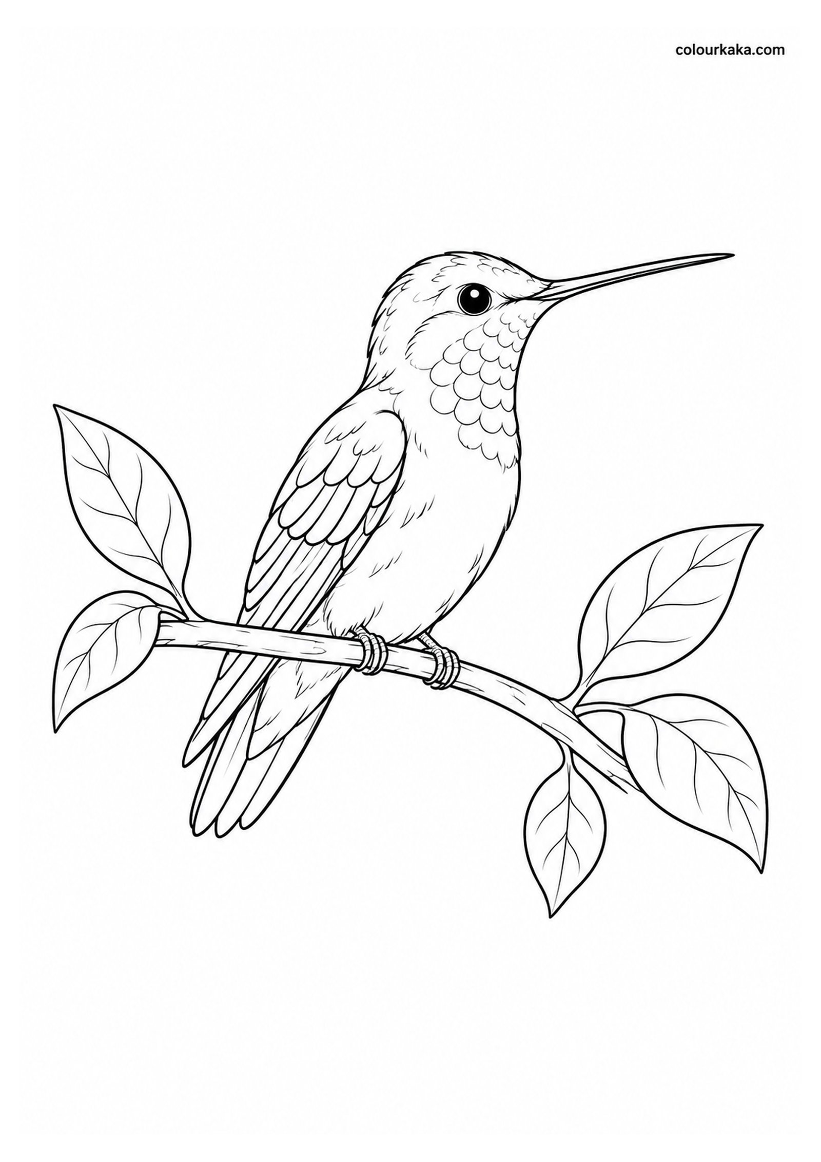 Hummingbird Resting Colouring Page colouring page preview