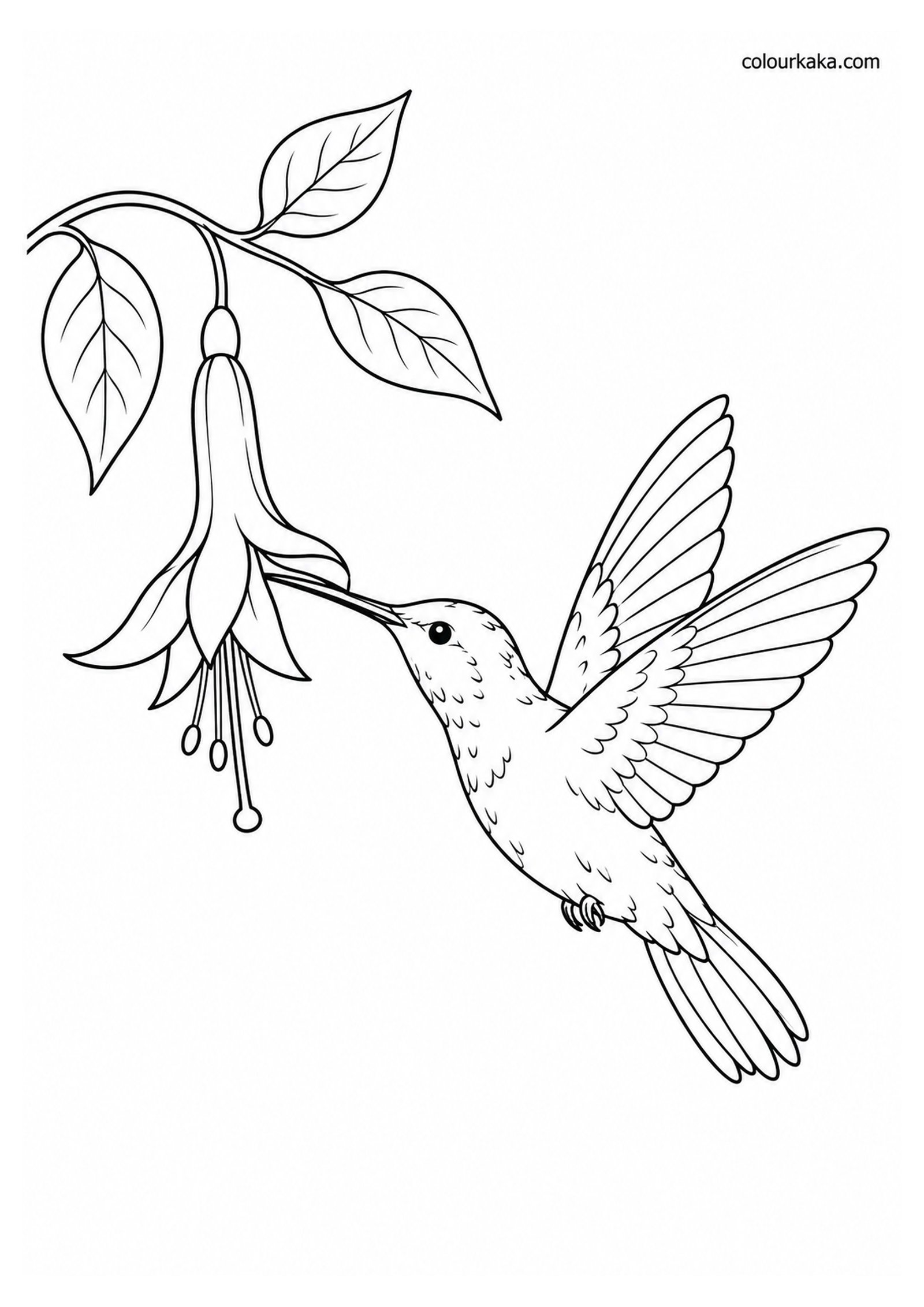 Hummingbird Sipping Nectar Colouring Page colouring page preview