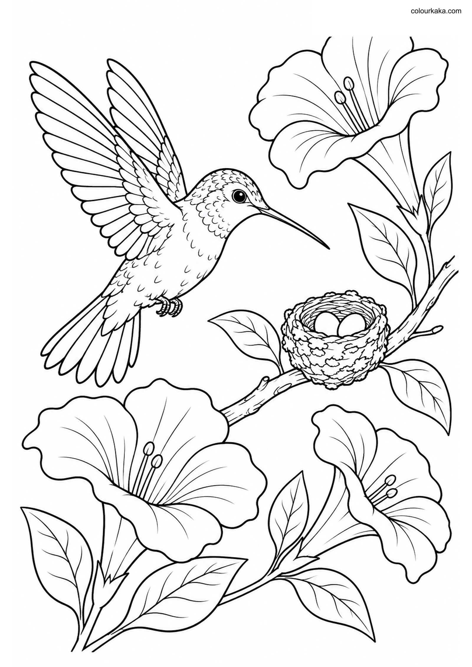 Hummingbird Nest Colouring Page colouring page preview