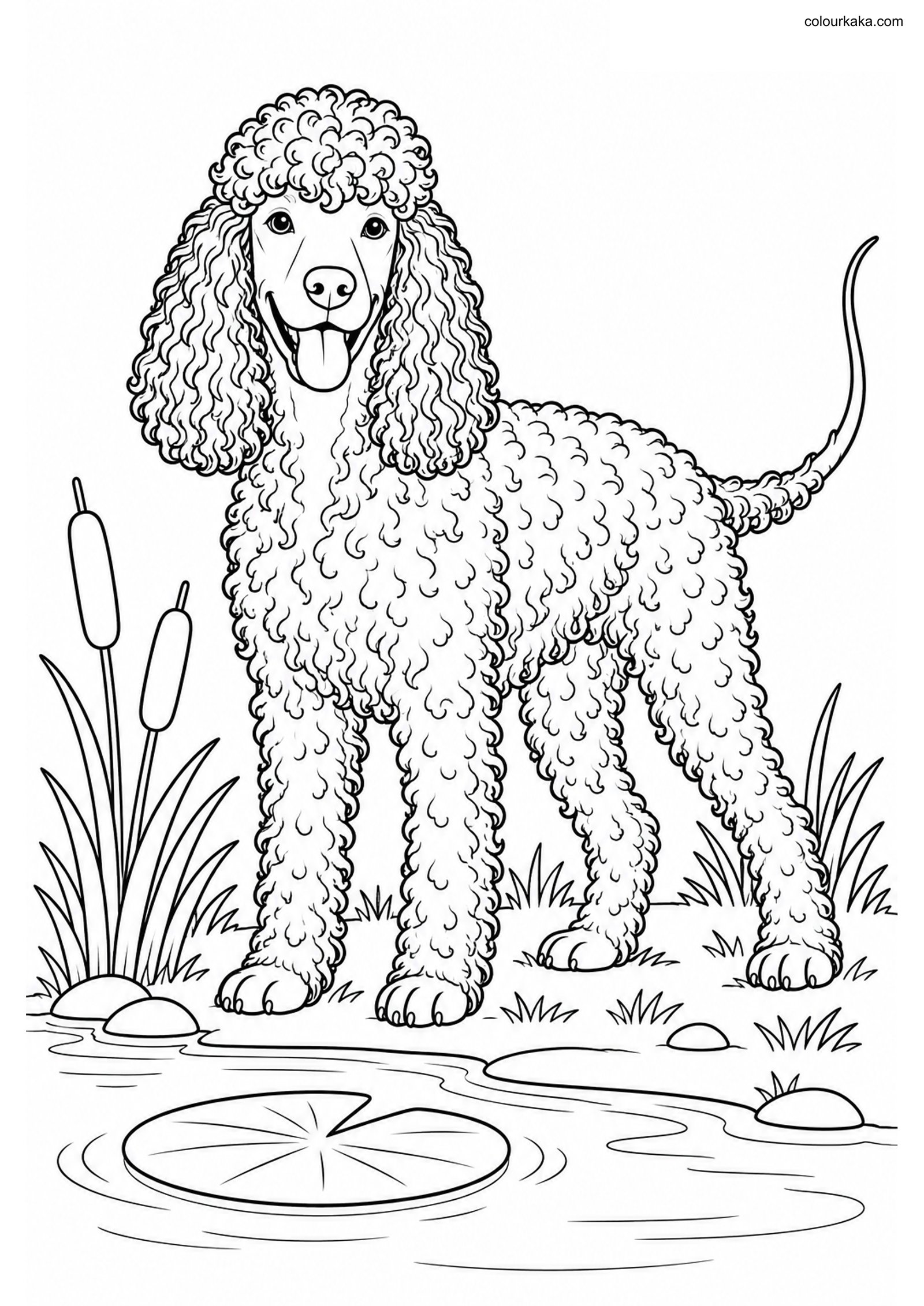 Irish Water Spaniel Colouring colouring page preview