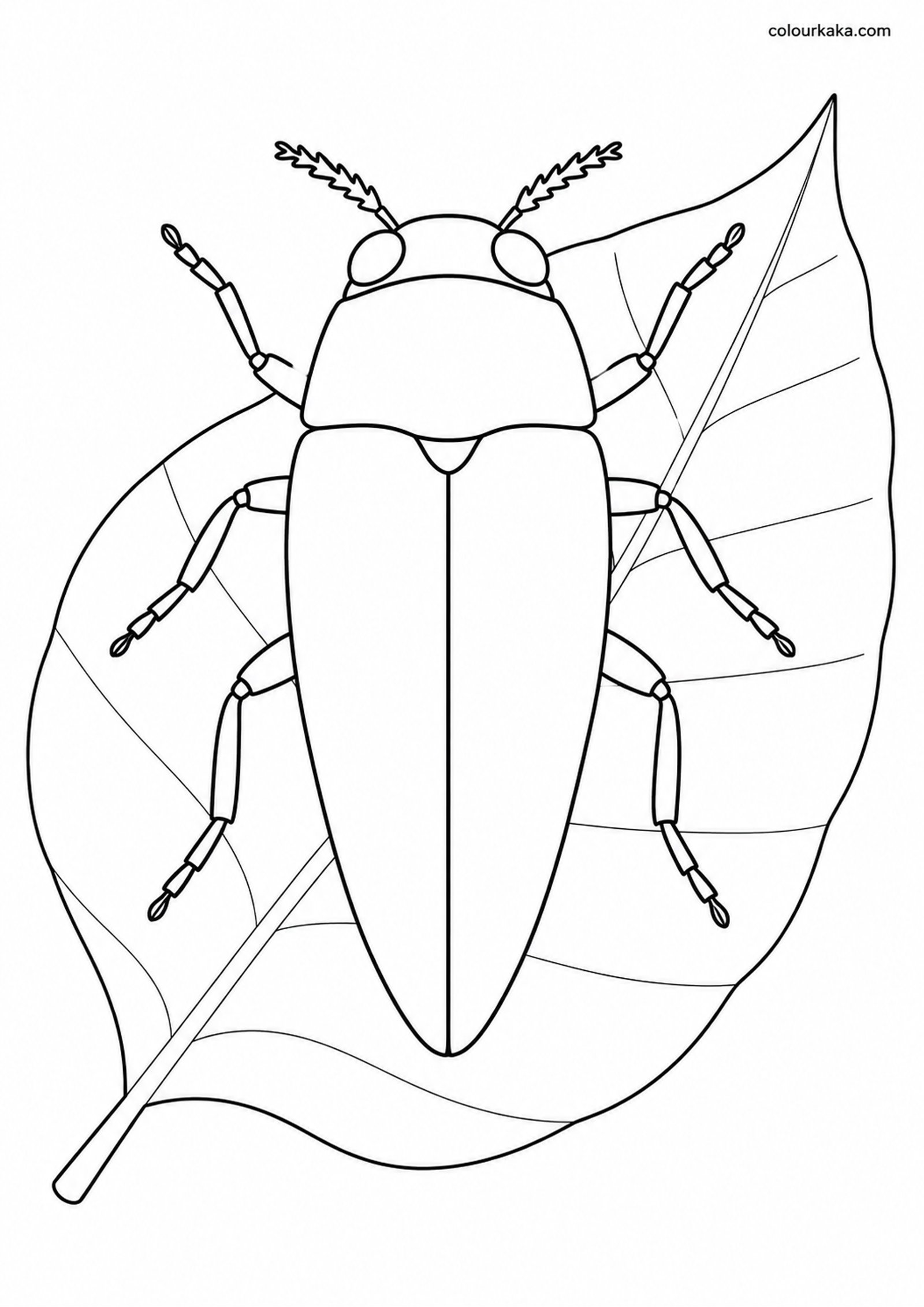 Jewel Beetle Nature Colouring colouring page preview
