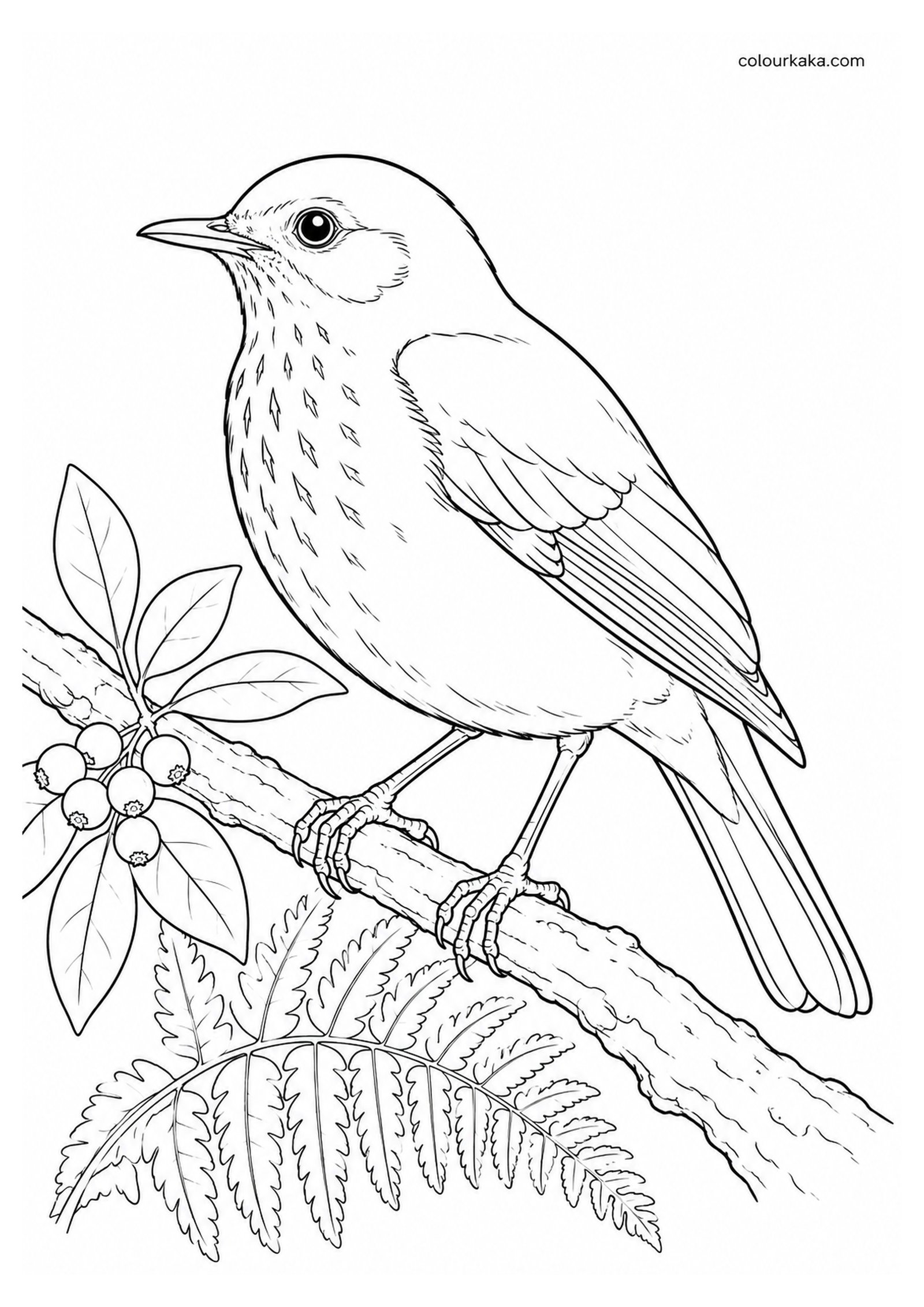 Kāmaʻo Colouring Page colouring page preview