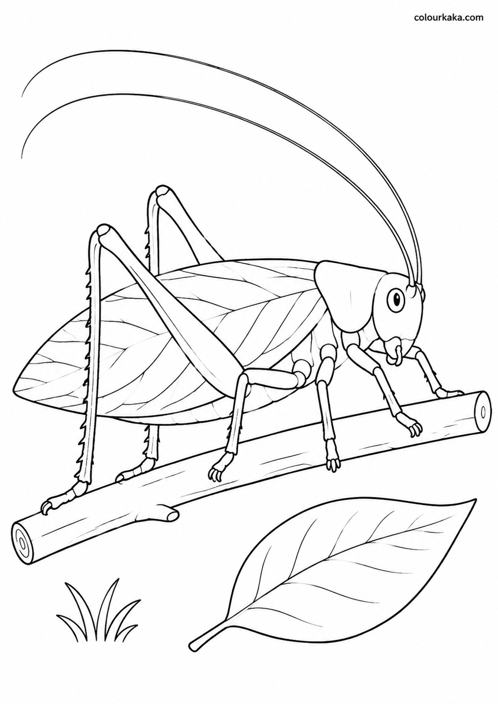 Katydid Leaf Colouring Sheet colouring page preview