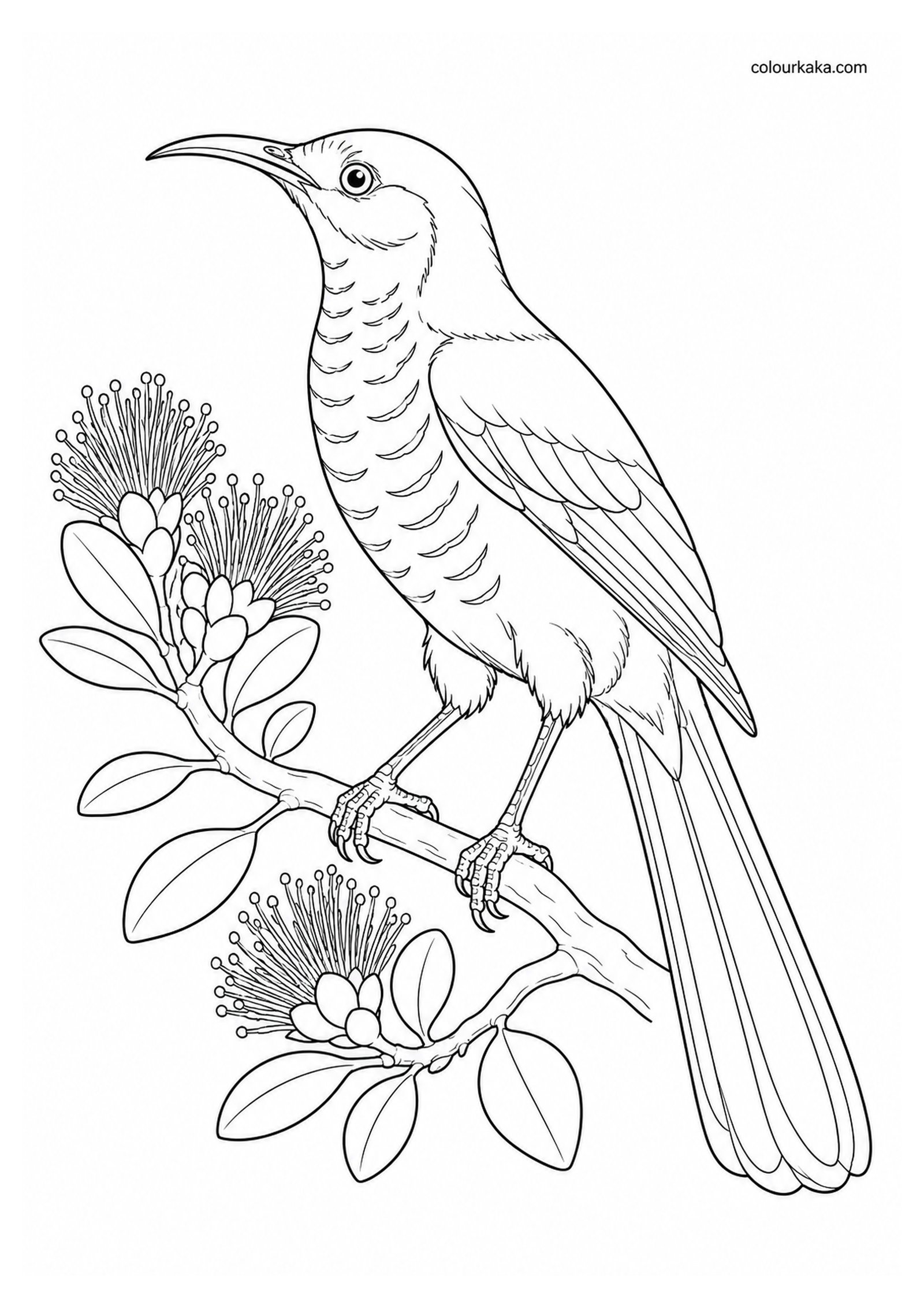 Kauaʻi ʻŌʻō Colouring Page colouring page preview
