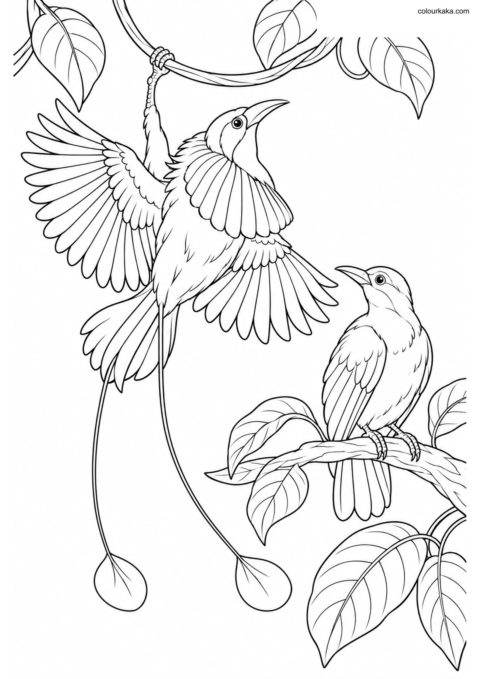King Paradise Bird Colouring colouring page preview