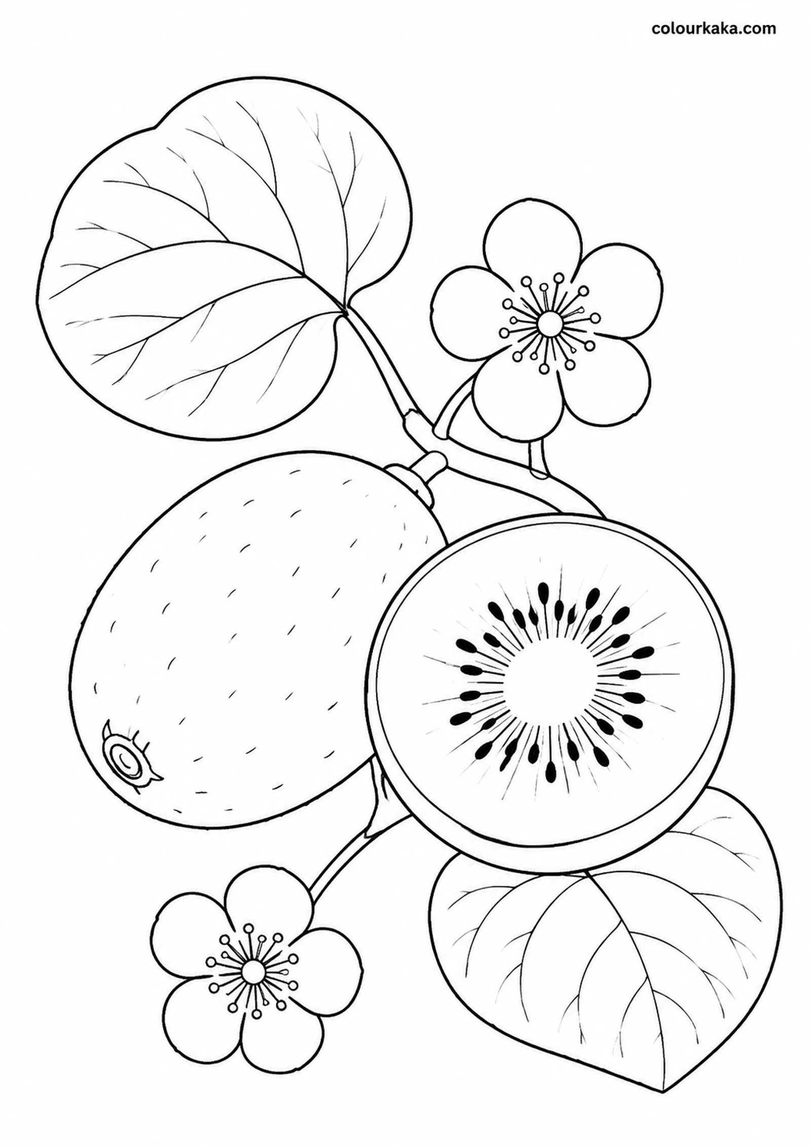 Kiwi Fruit Colouring Activity colouring page preview