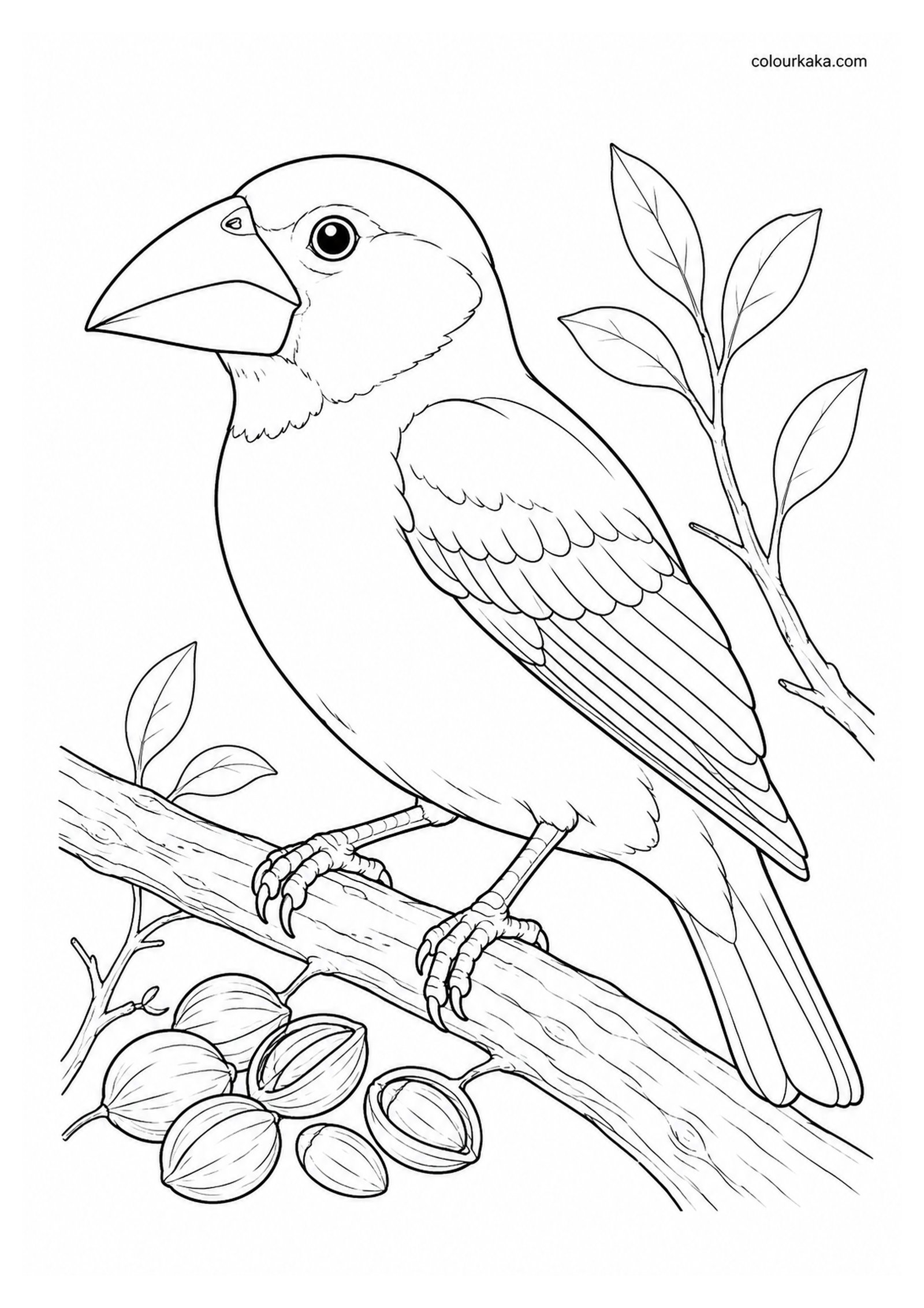 Kona Grosbeak Colouring Page colouring page preview