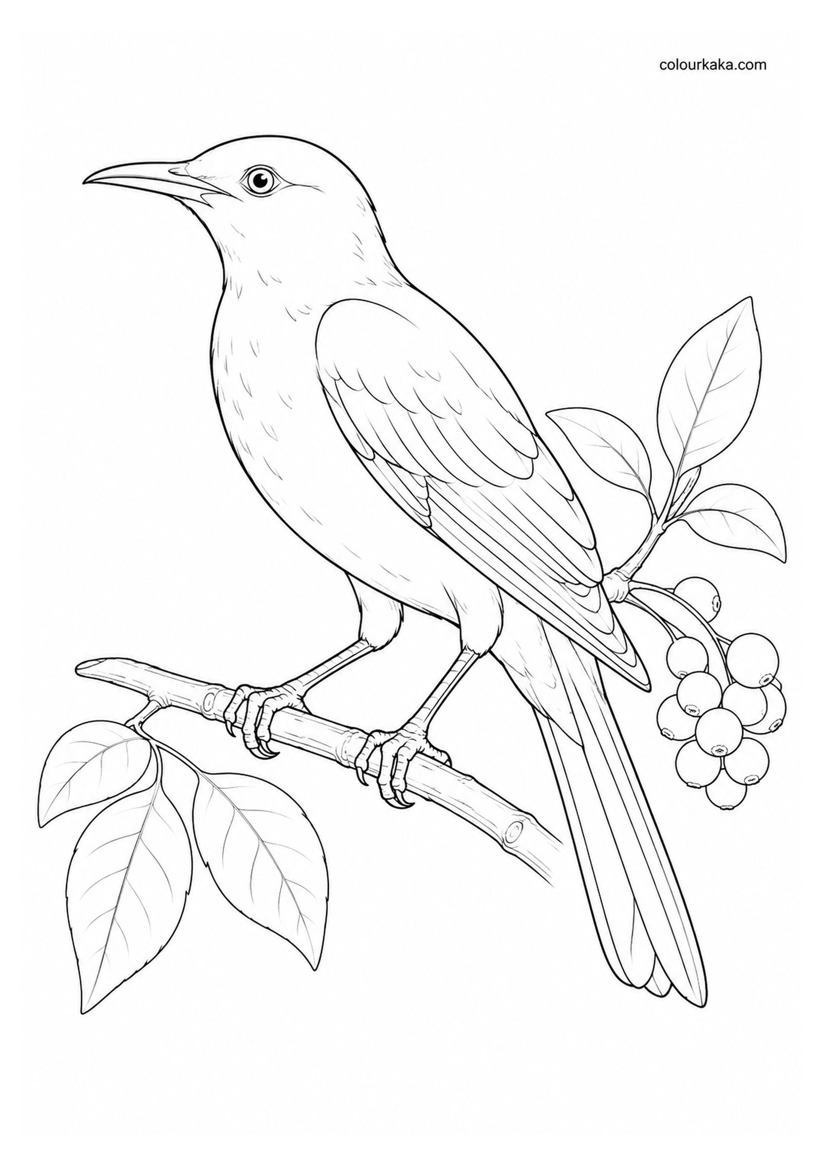 Kosrae Starling Colouring Page colouring page preview