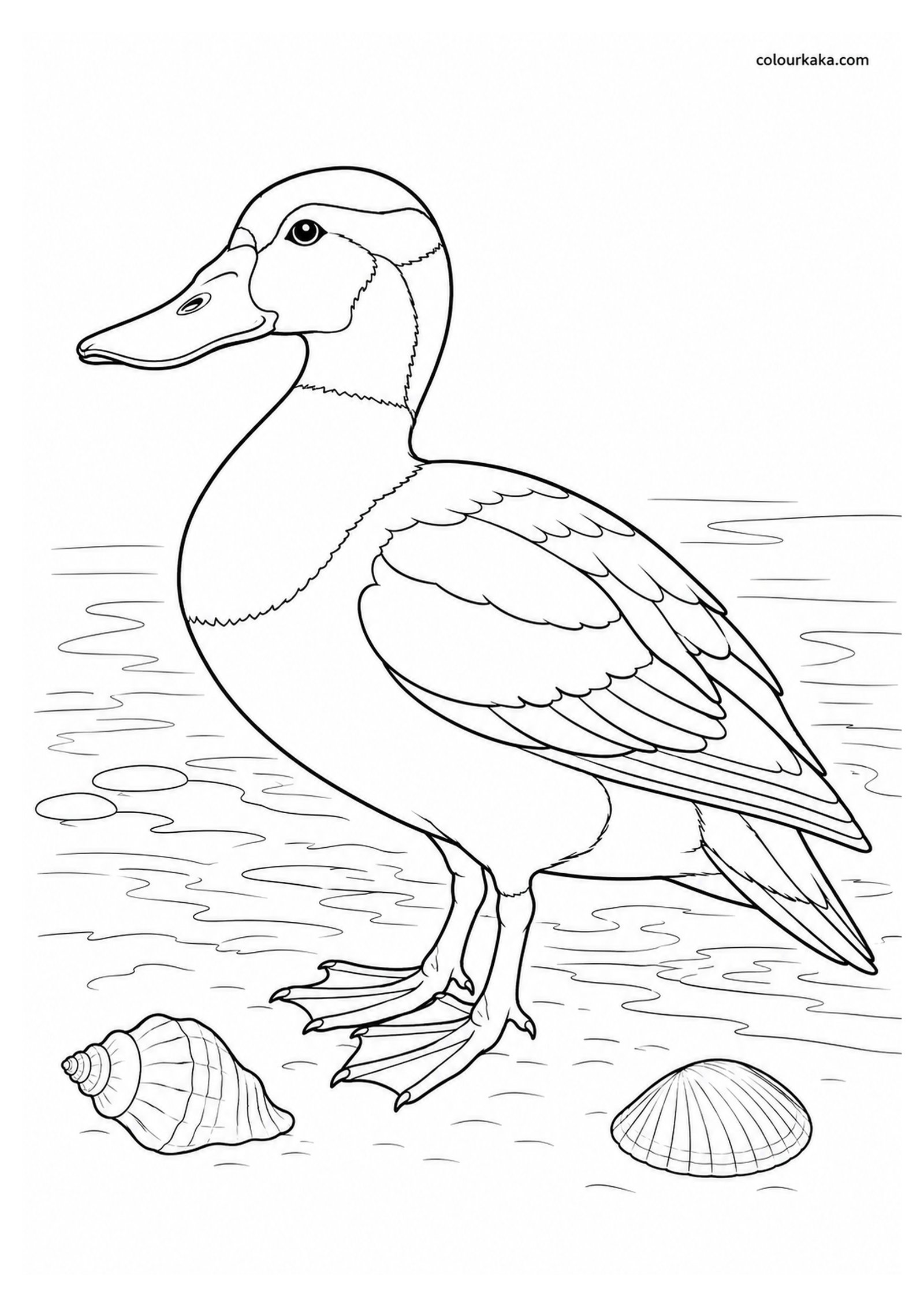 Labrador Duck Colouring Page colouring page preview