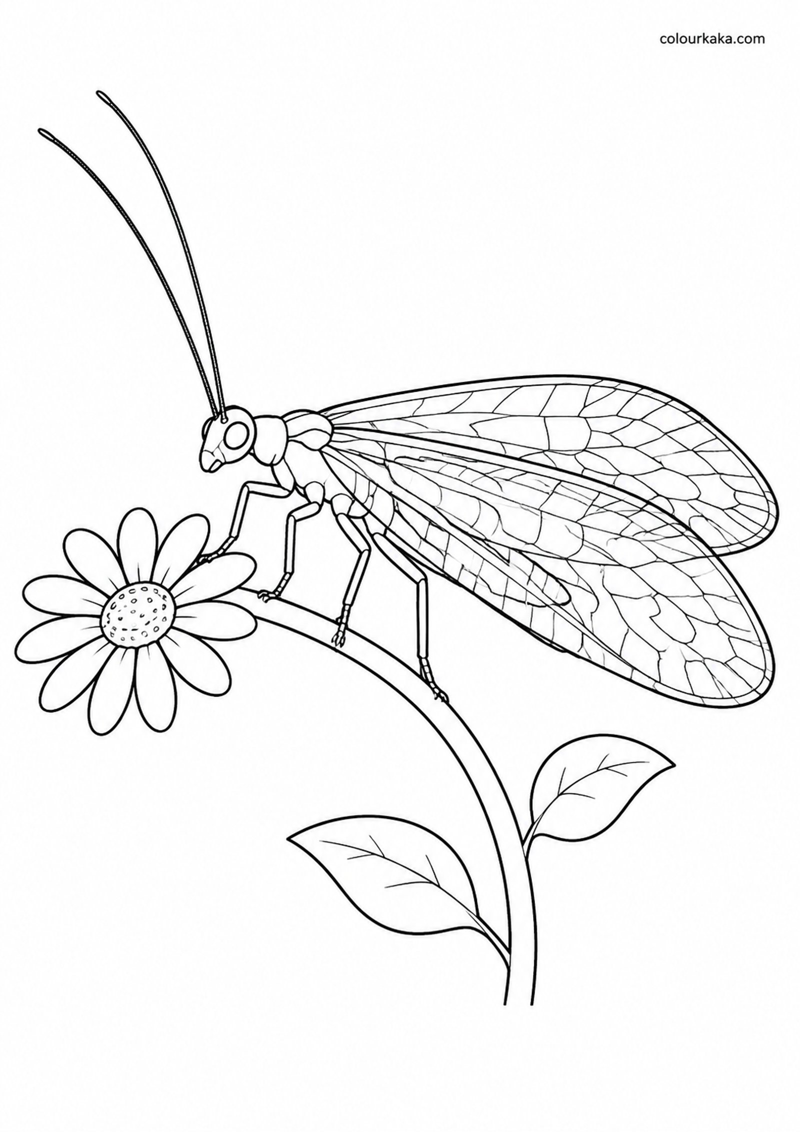 Lacewing Garden Colouring Page colouring page preview