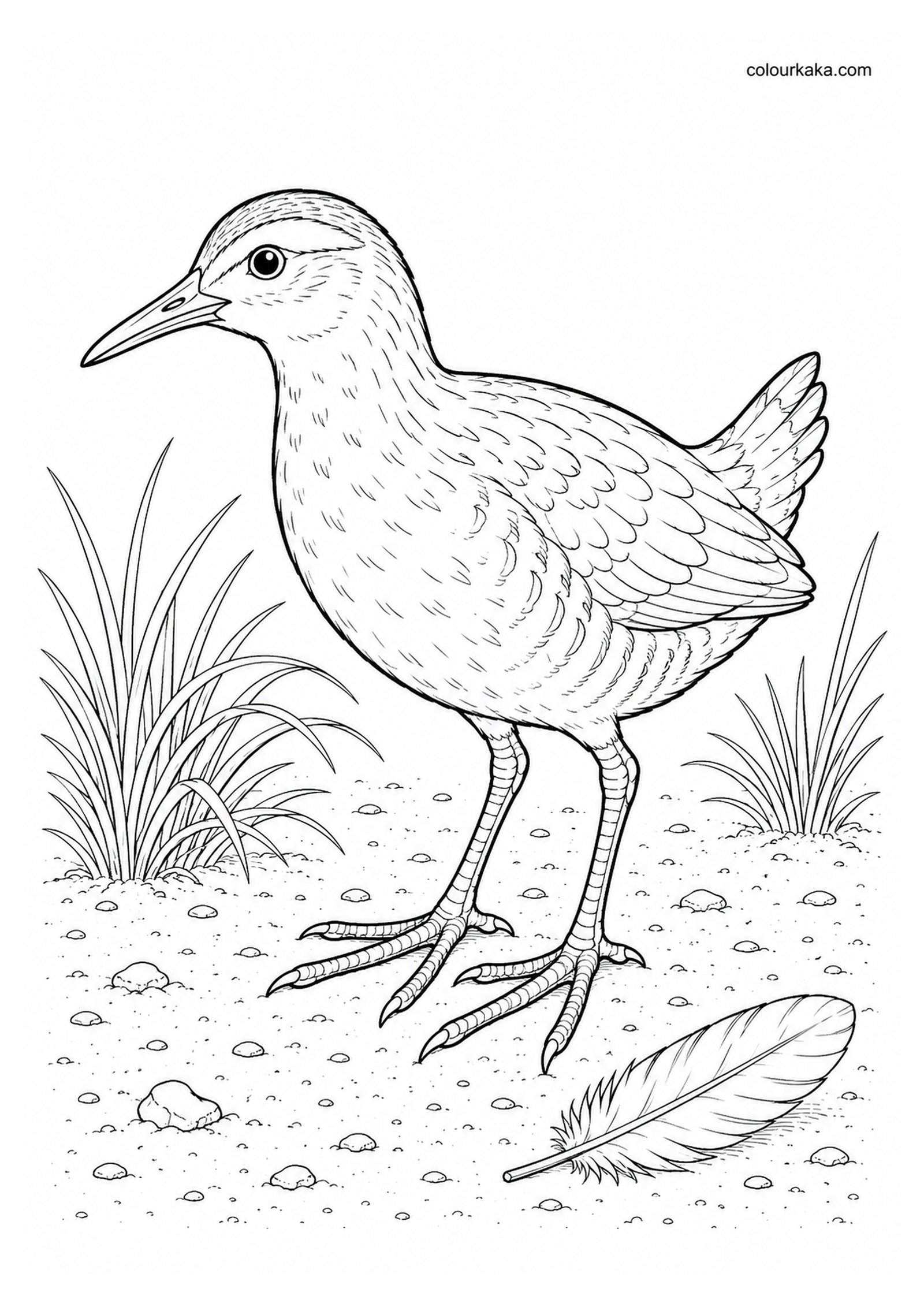 Laysan Rail Colouring Page colouring page preview