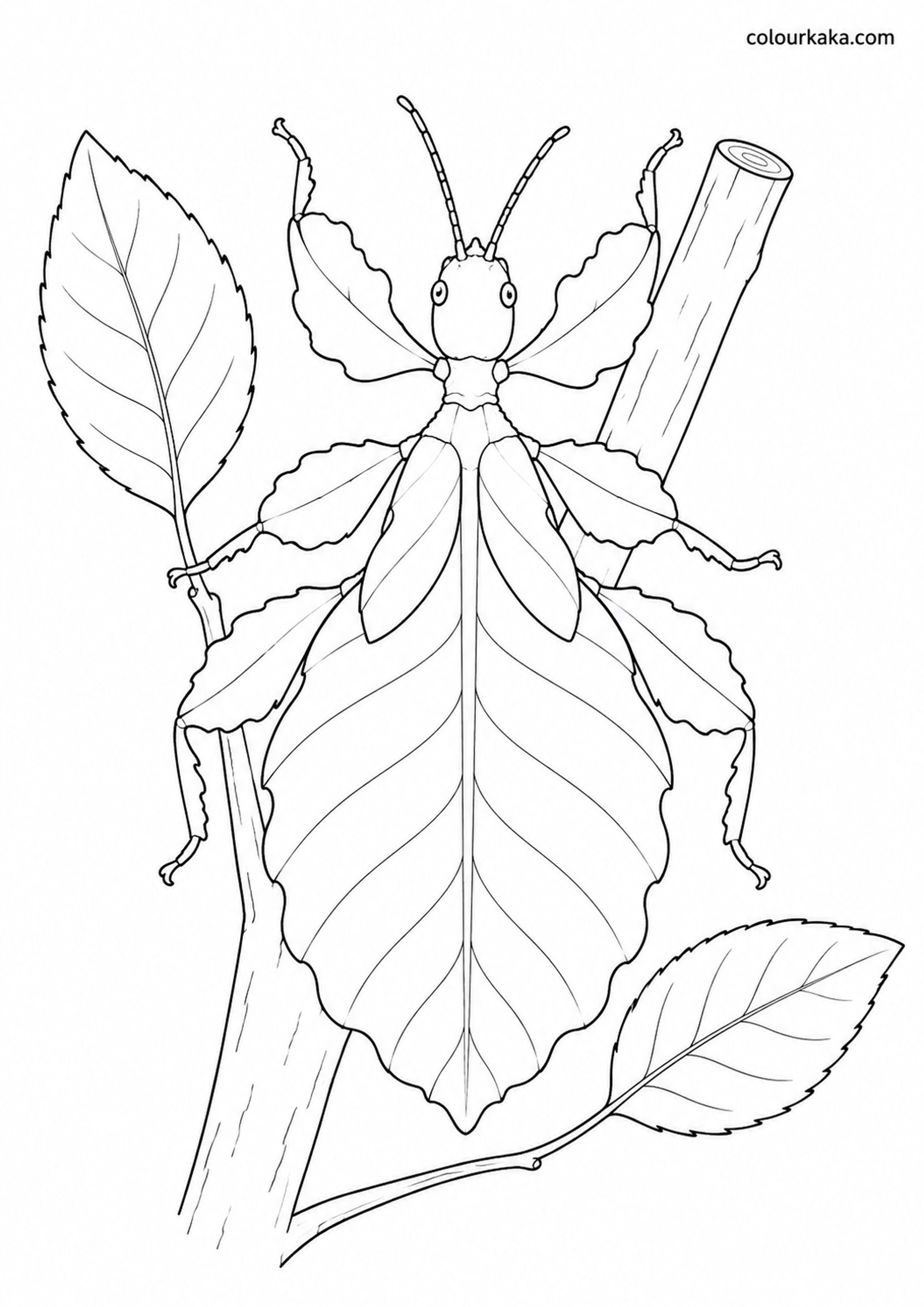 Leaf Insect Camouflage Colouring colouring page preview