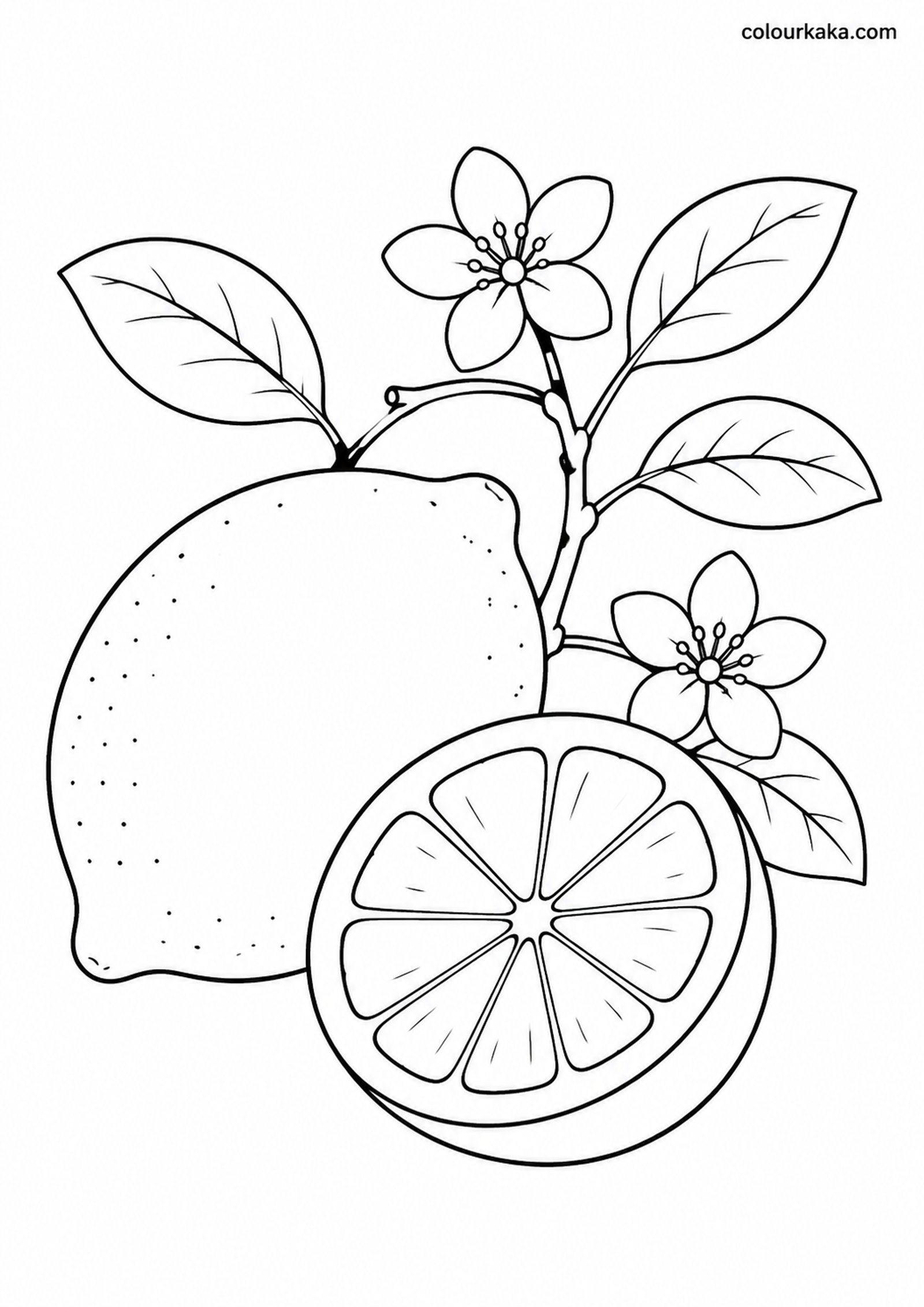 Lemon Blossom Colouring Page colouring page preview
