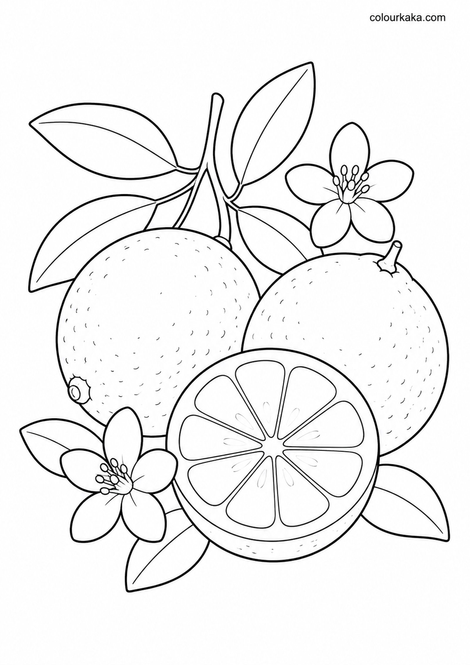 Lime Citrus Colouring Sheet colouring page preview