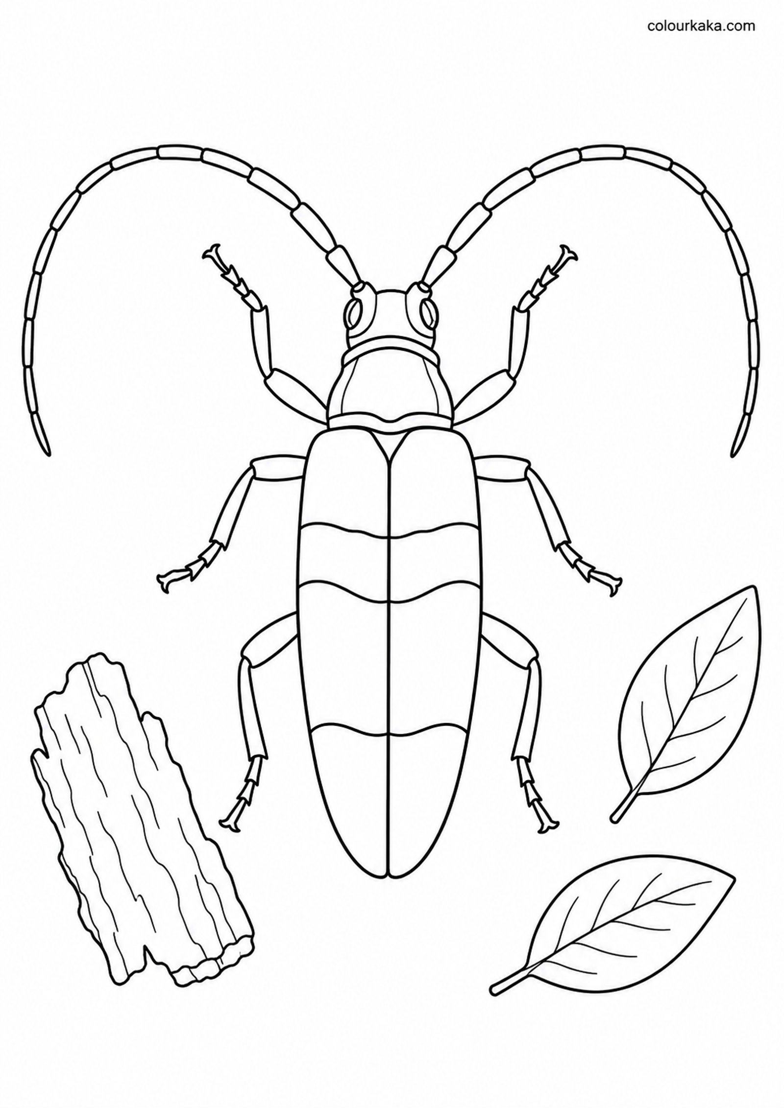 Longhorn Beetle Colouring Sheet colouring page preview