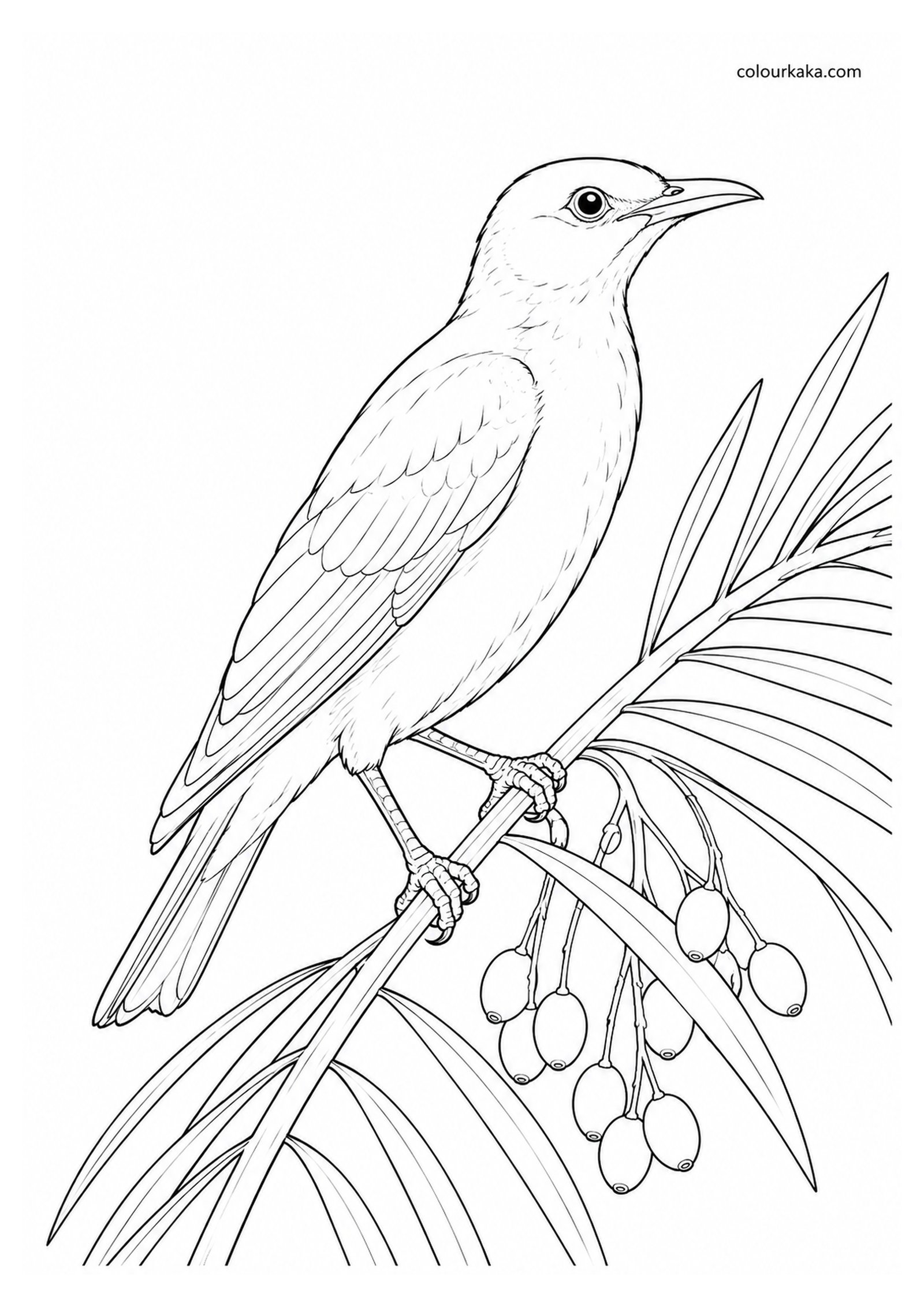 Lord Howe Starling Colouring Page colouring page preview