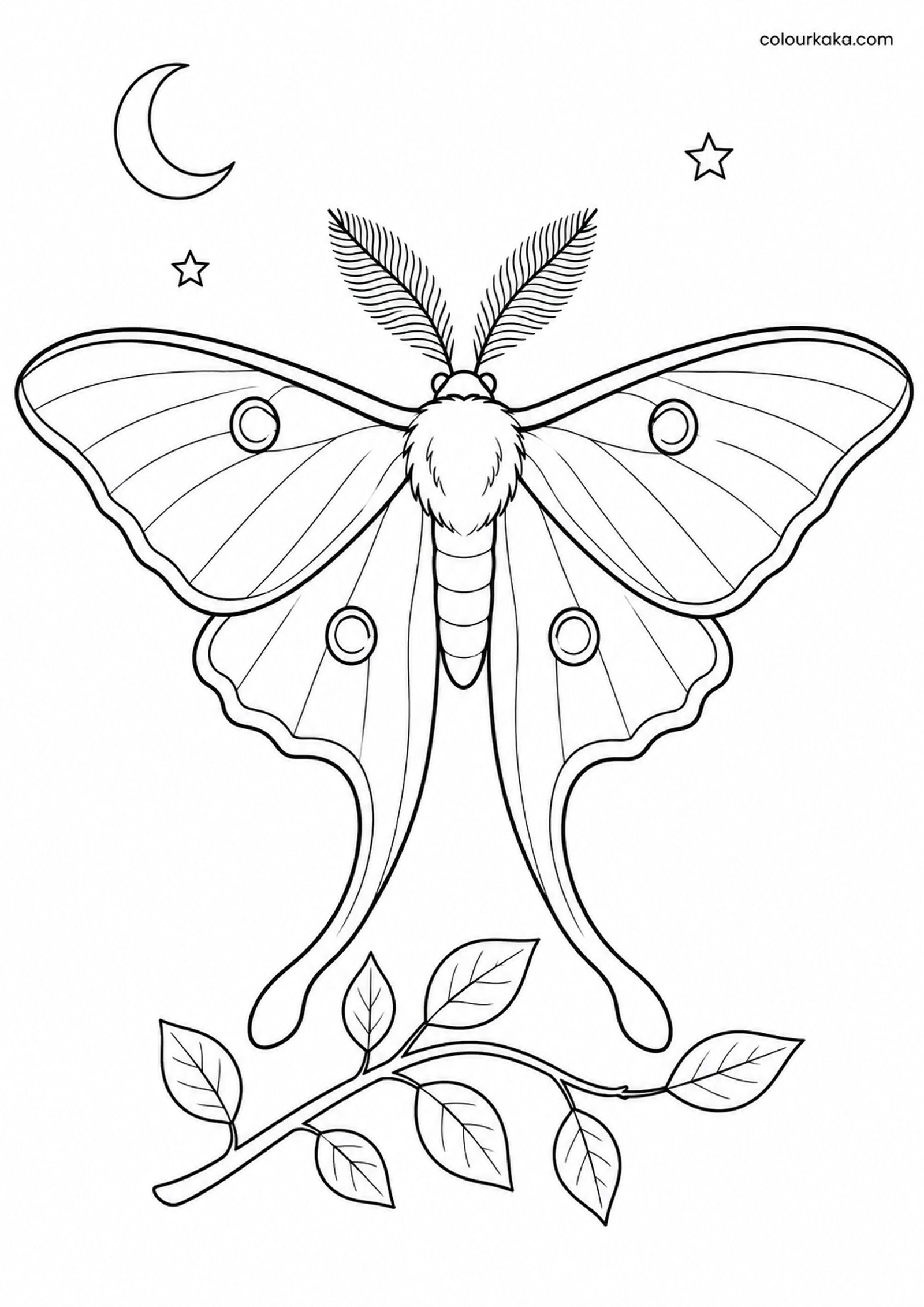 Luna Moth Night Colouring colouring page preview