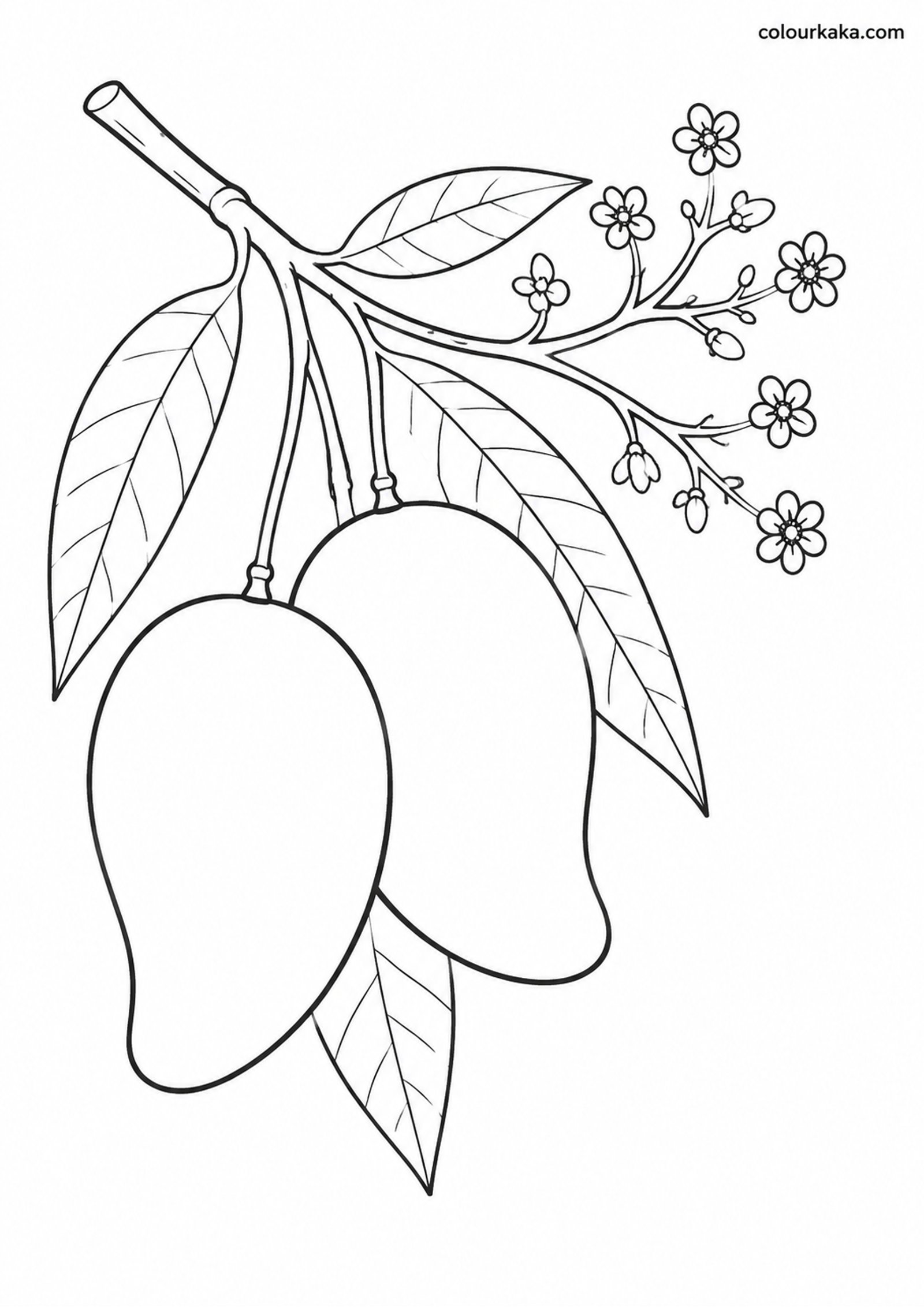 Mango Blossom Colouring Page colouring page preview