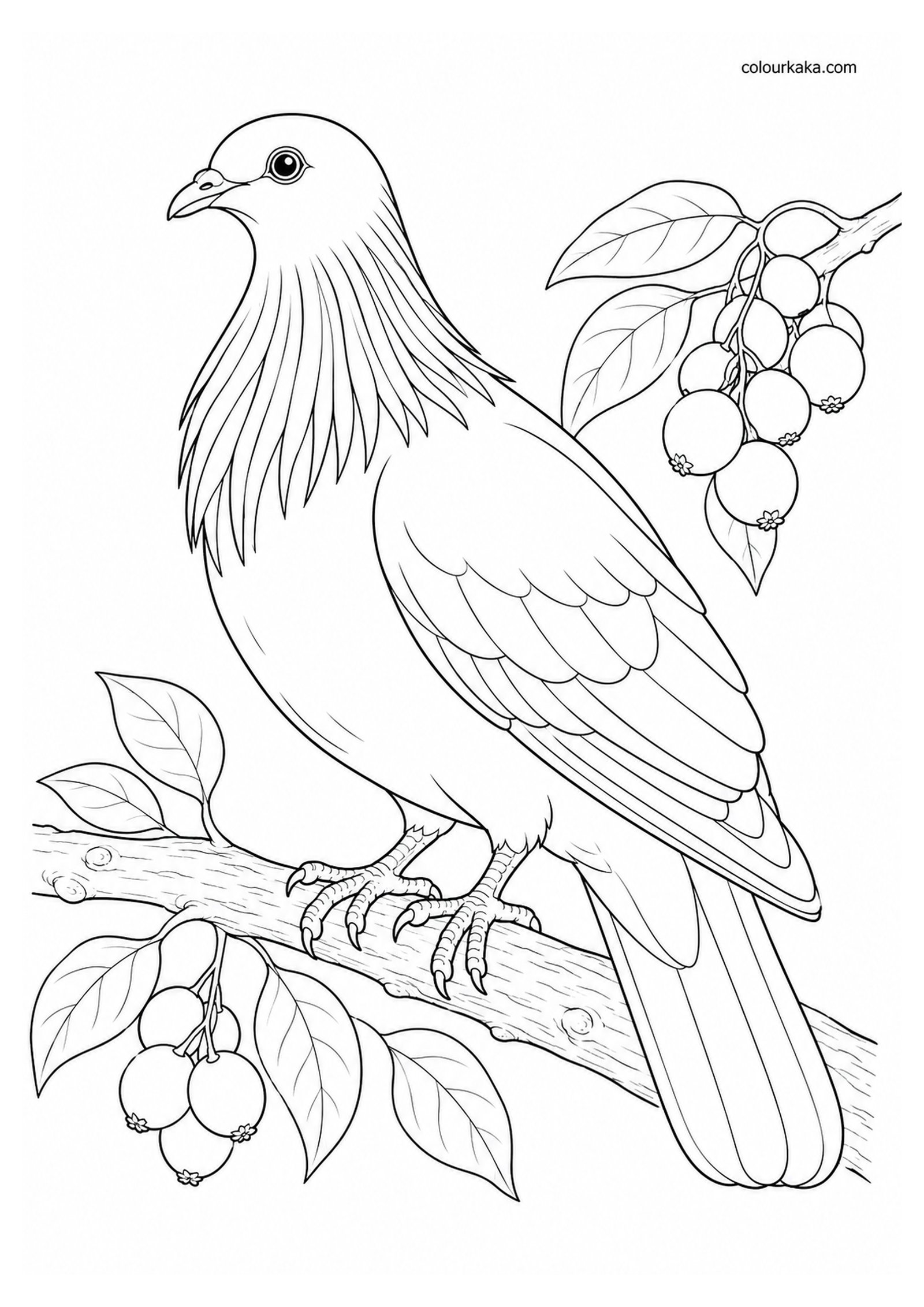 Mauritius Blue Pigeon Colouring Page colouring page preview