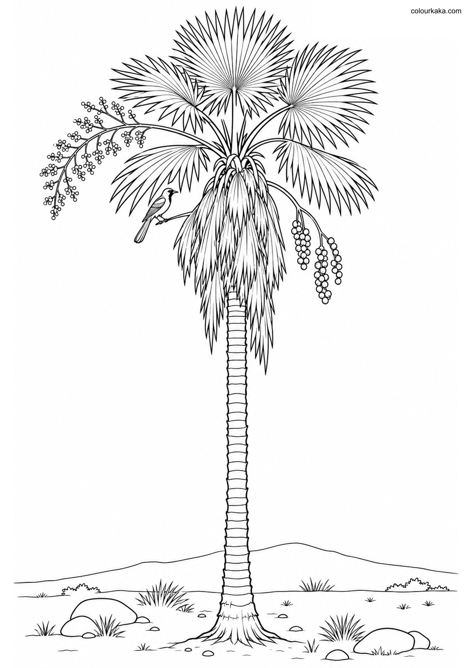 Mexican Fan Palm Colouring Page colouring page preview