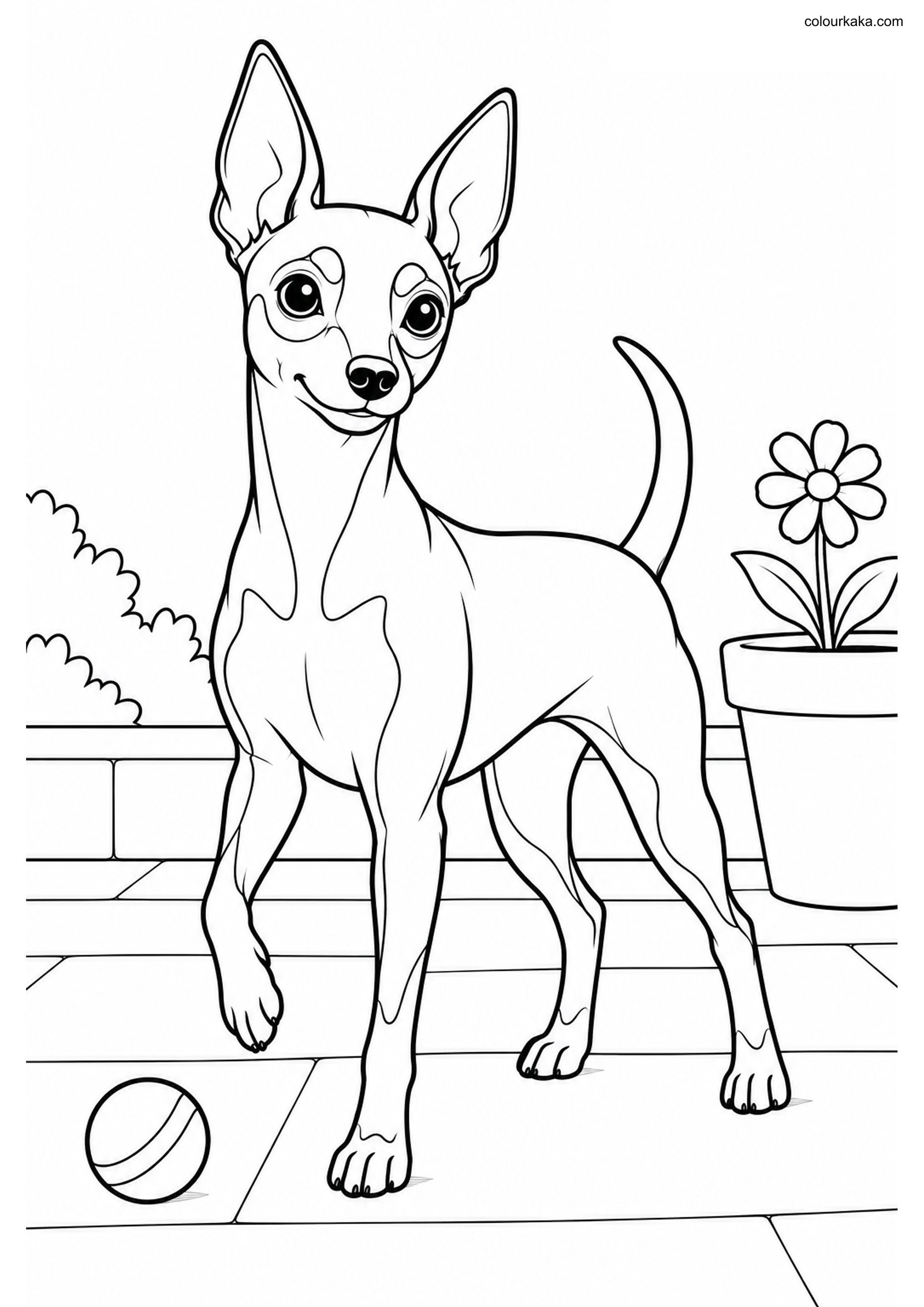 Miniature Pinscher Colouring colouring page preview