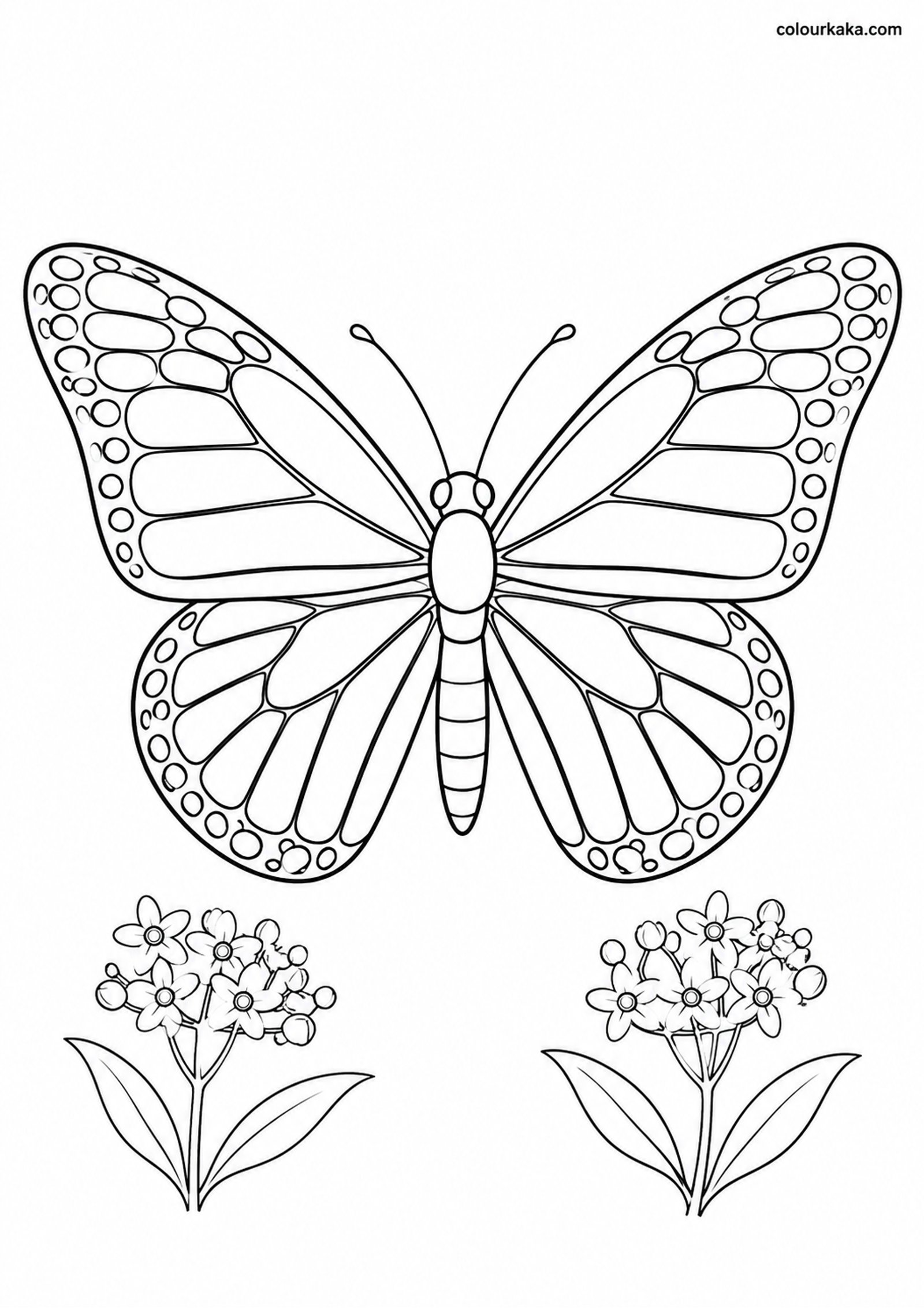 Monarch Butterfly Colouring colouring page preview