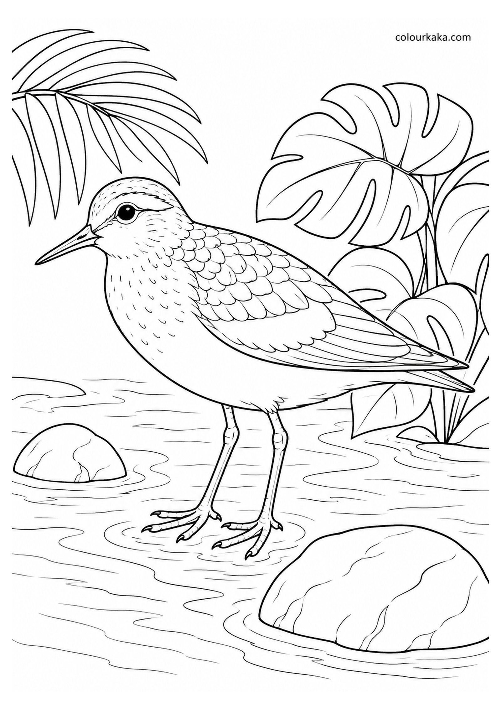 Moorea Sandpiper Colouring Page colouring page preview