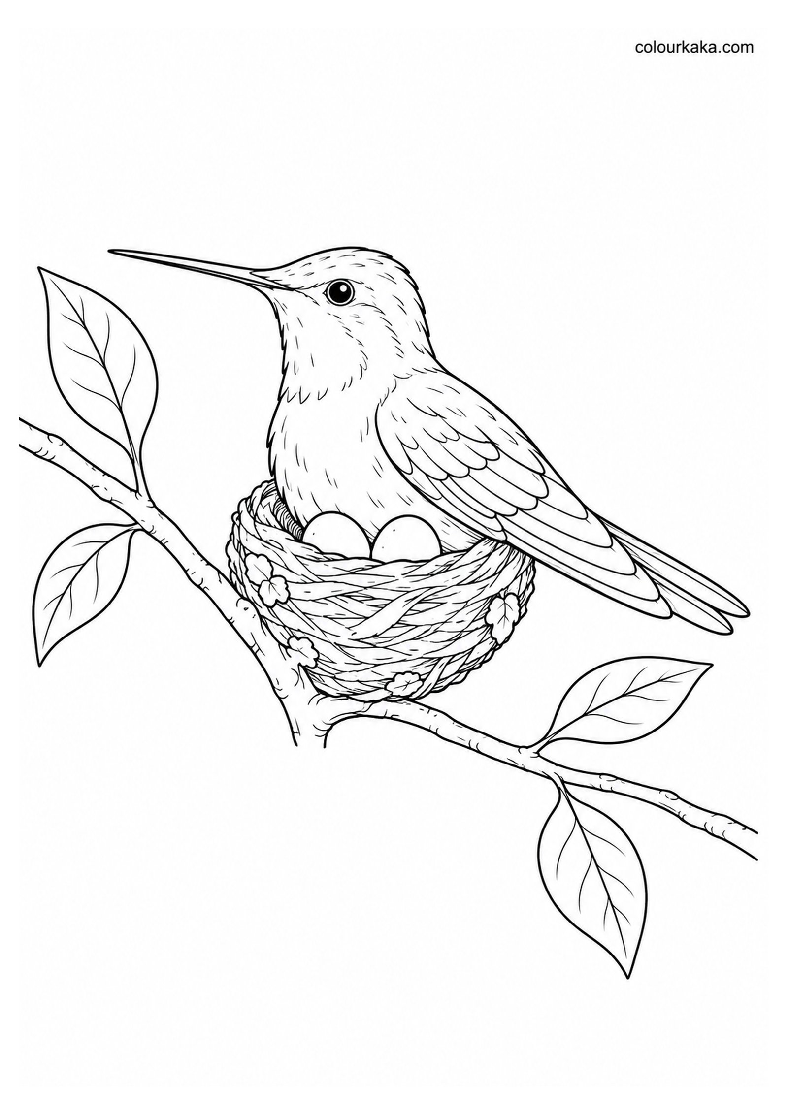 Mother Hummingbird Colouring Page colouring page preview