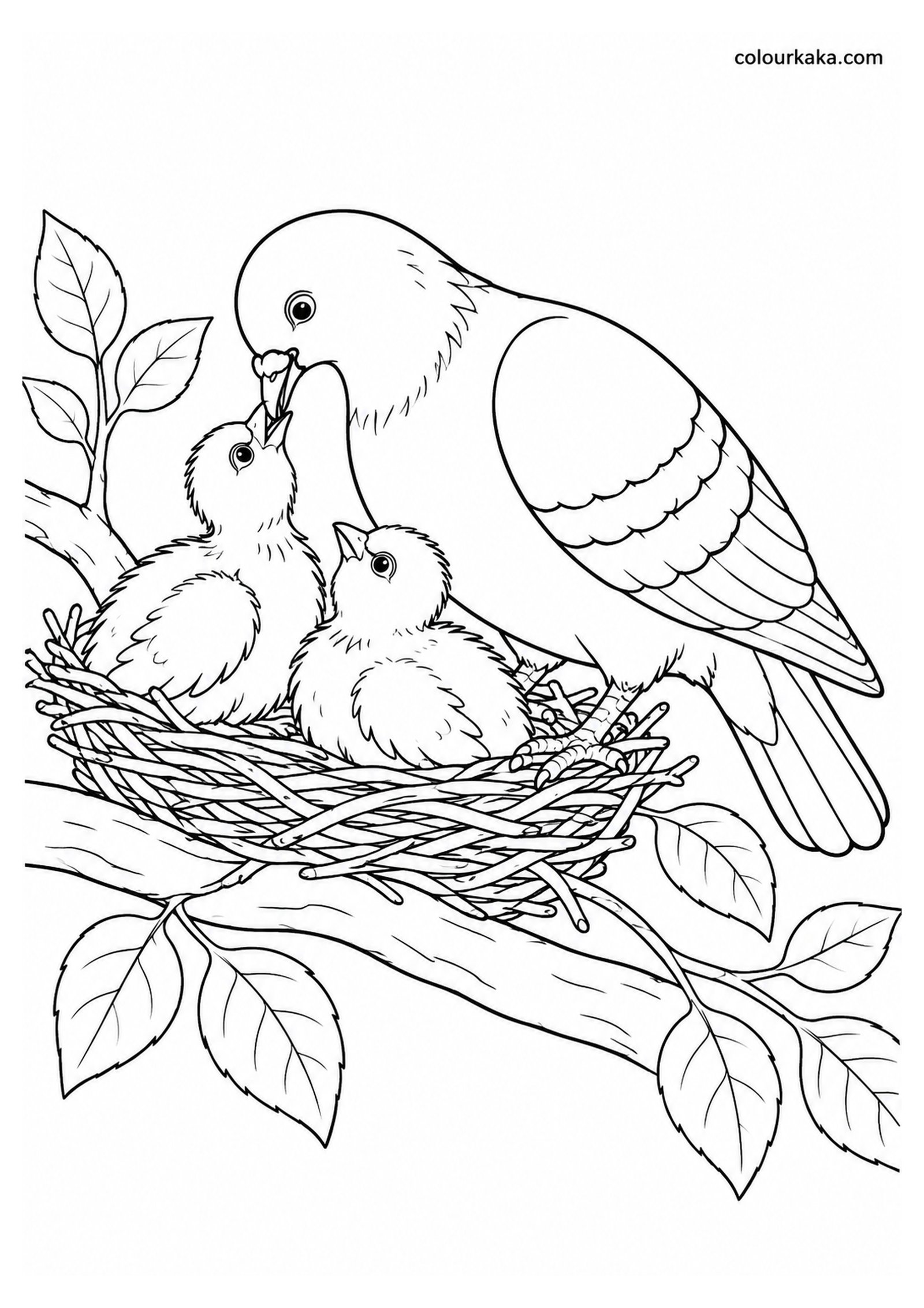 Mother Pigeon Feeding Its Chicks Colouring Page colouring page preview