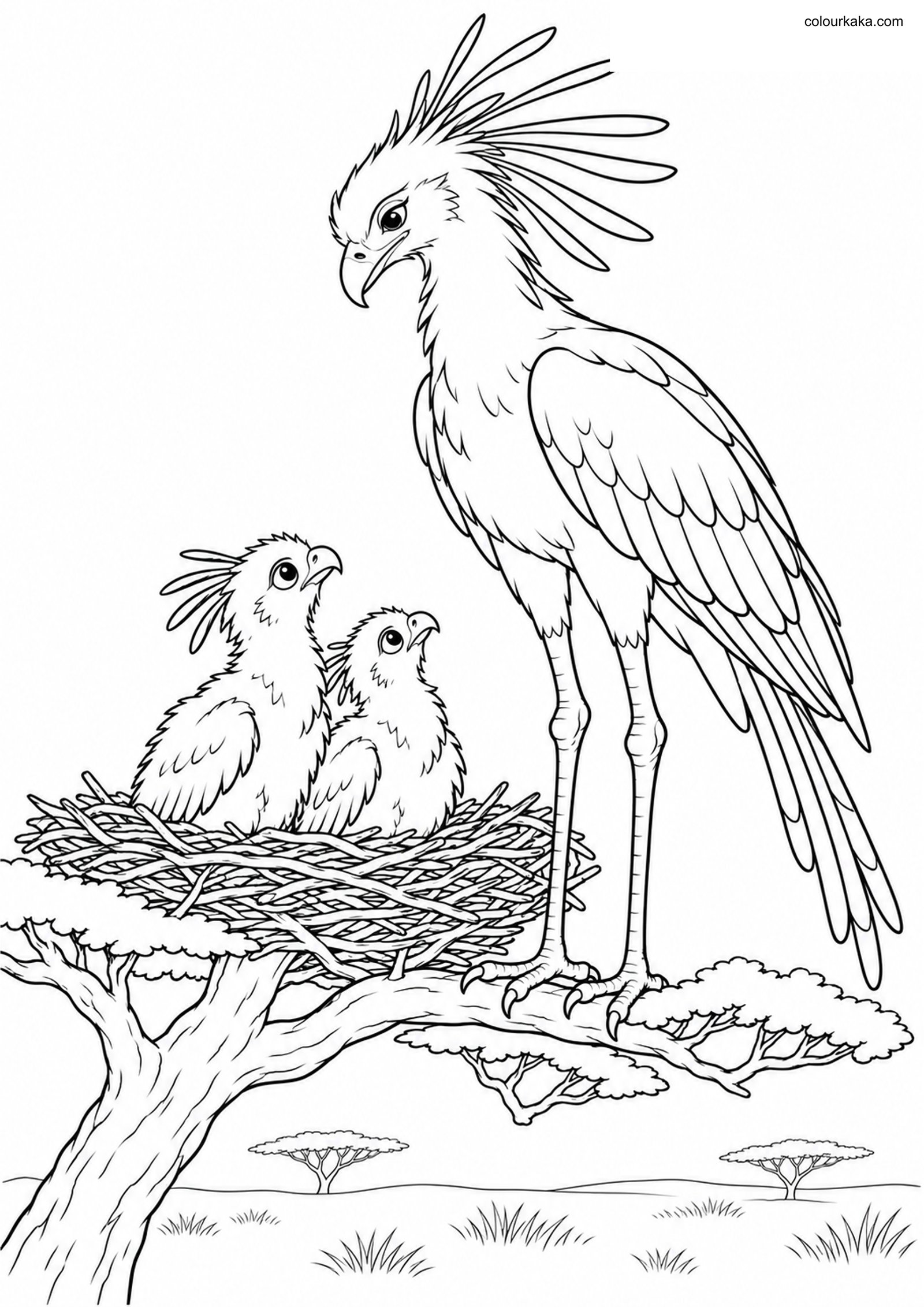 Mother Secretary Bird and Chicks colouring page preview