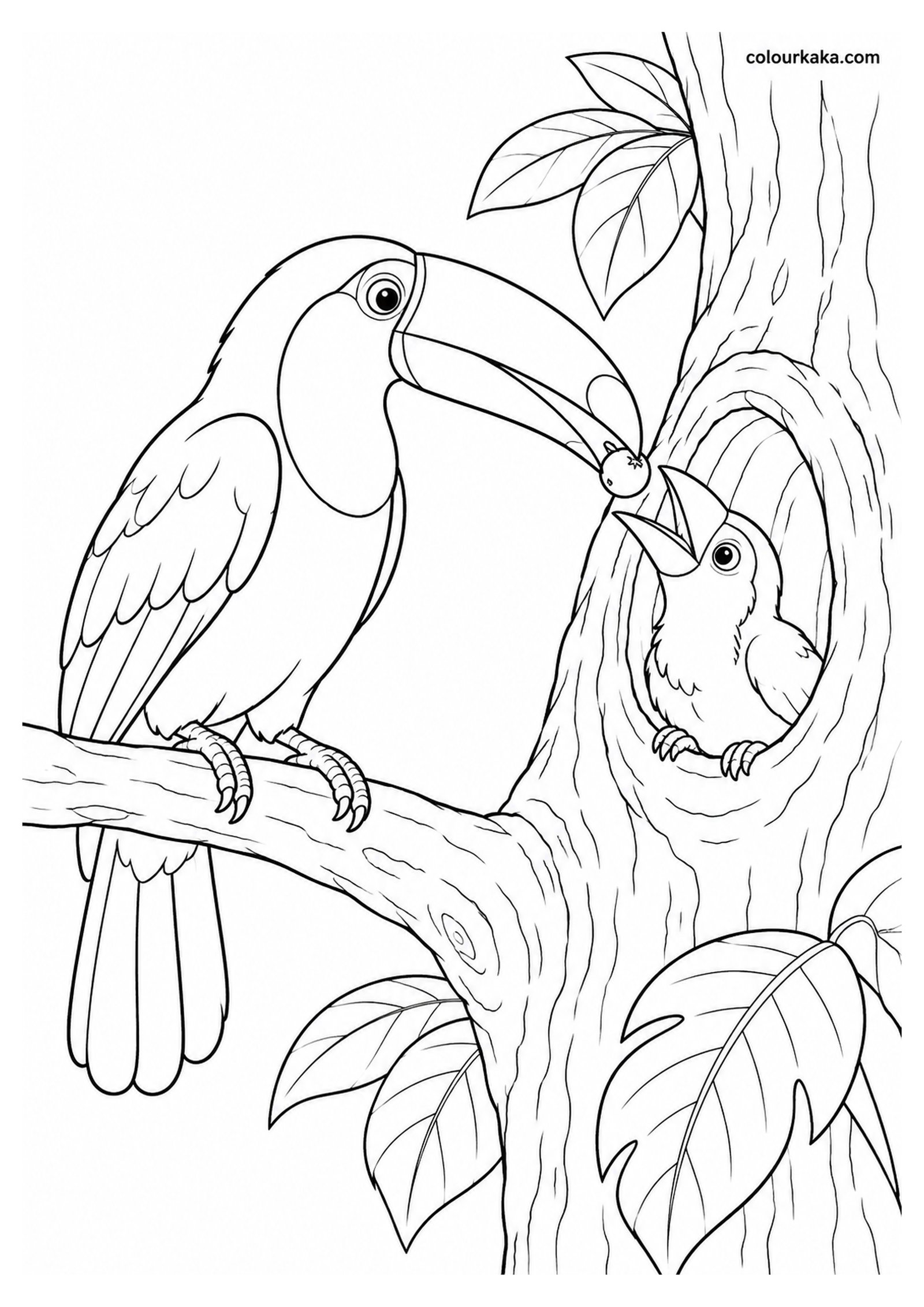 Mother Toco Toucan Feeding Her Chick Colouring Page colouring page preview