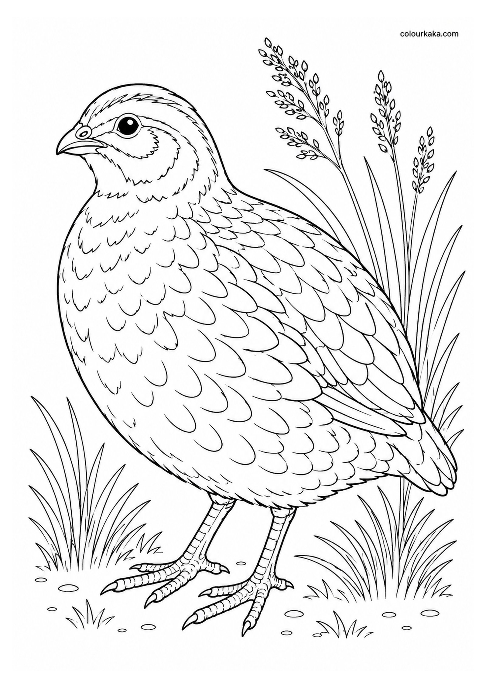 New Zealand Quail Colouring Page colouring page preview