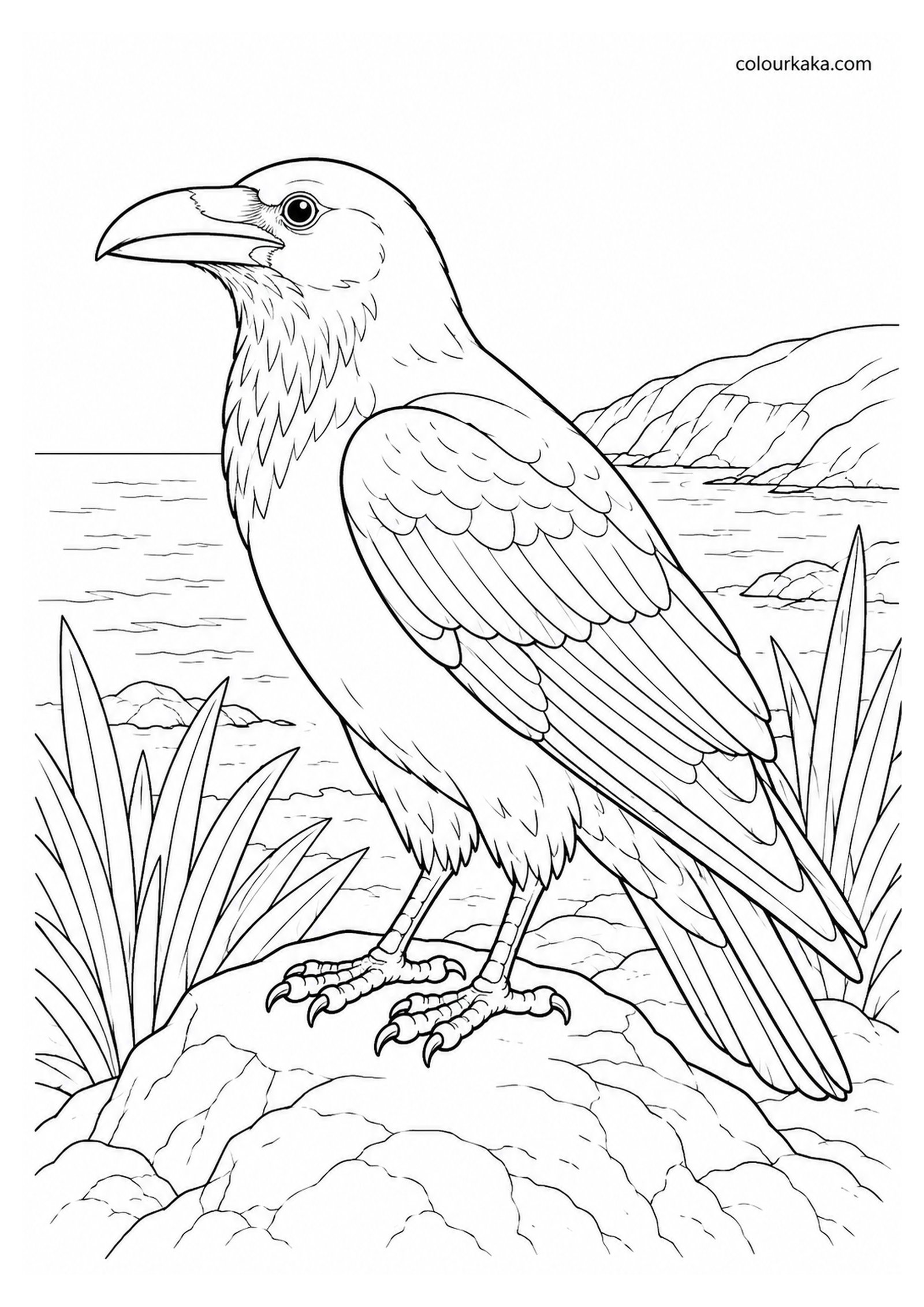 New Zealand Raven Colouring Page colouring page preview