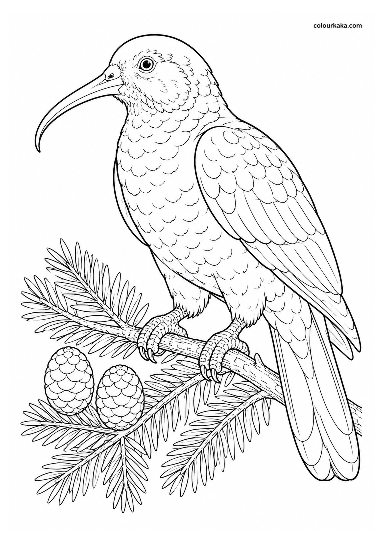 Norfolk Kākā Colouring Page colouring page preview