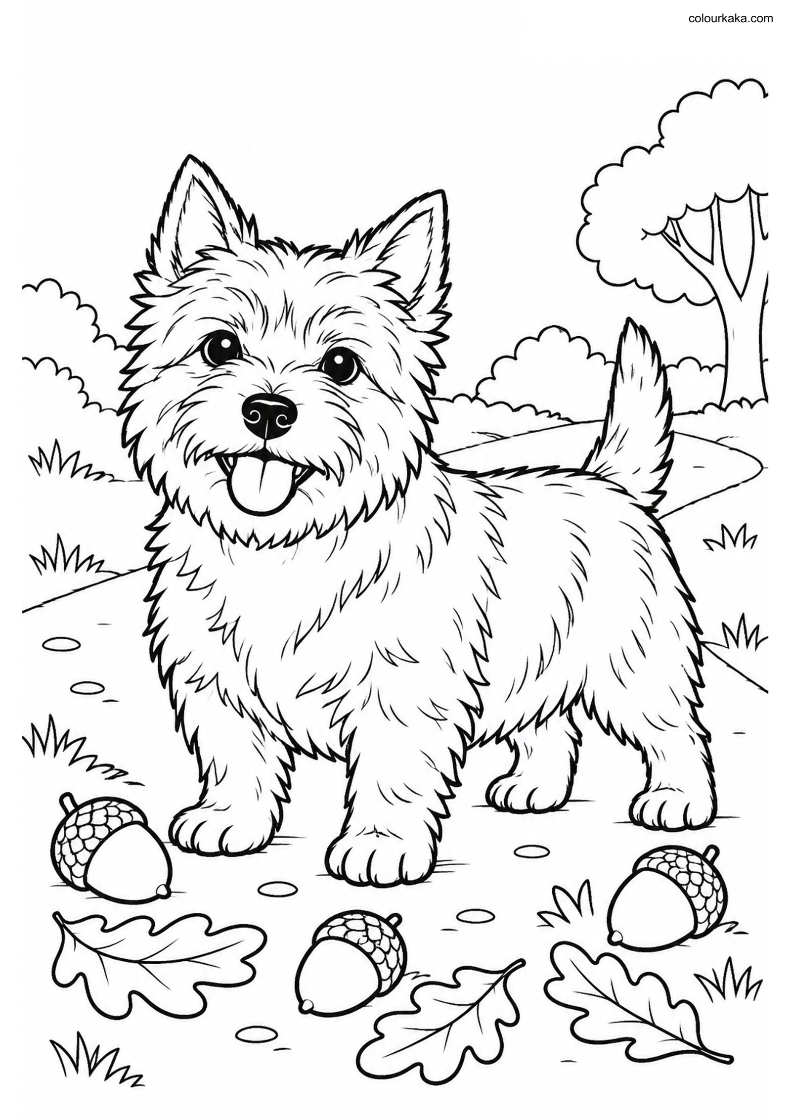 Norwich Terrier Colouring Page colouring page preview