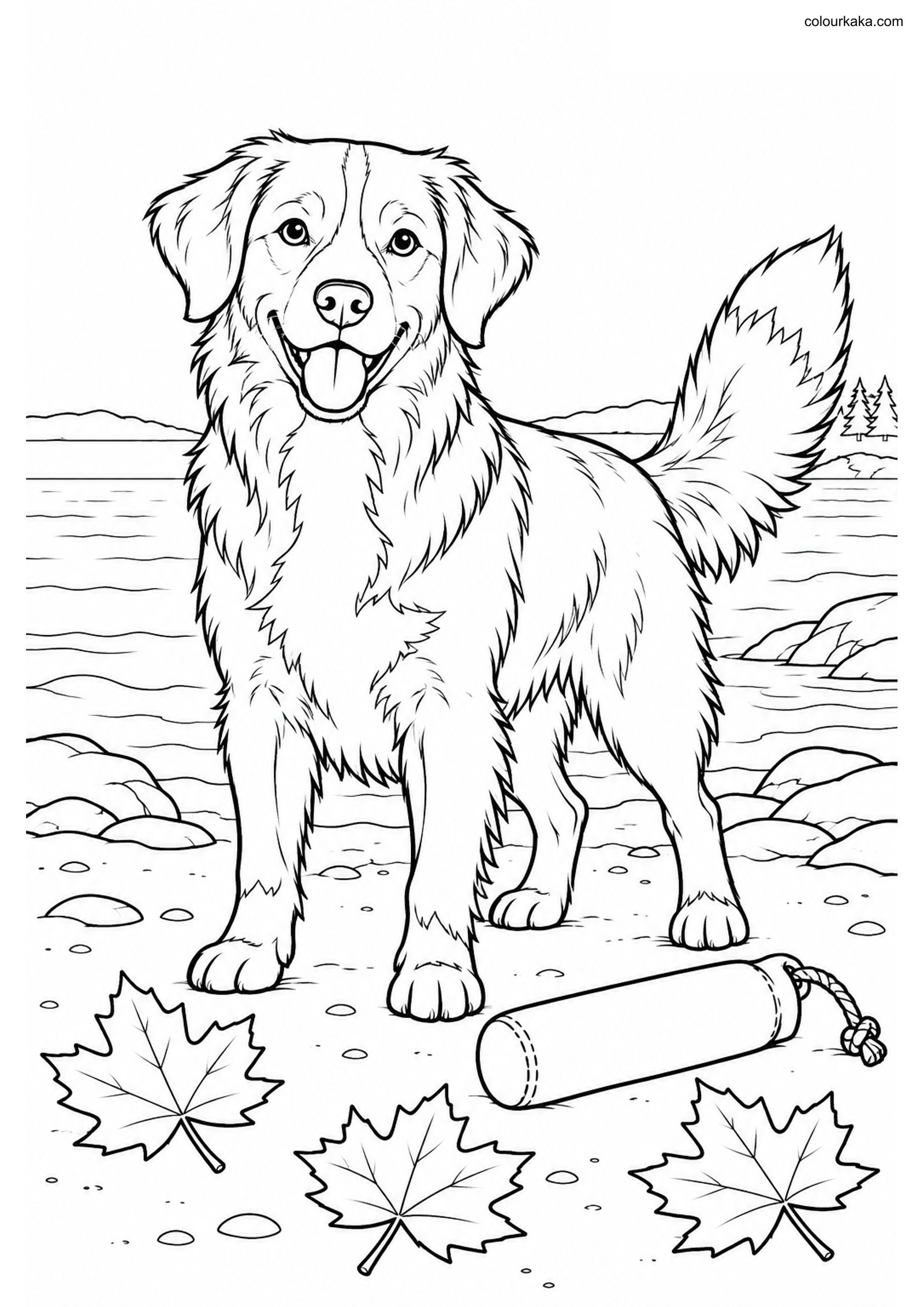 Nova Scotia Toller Colouring colouring page preview