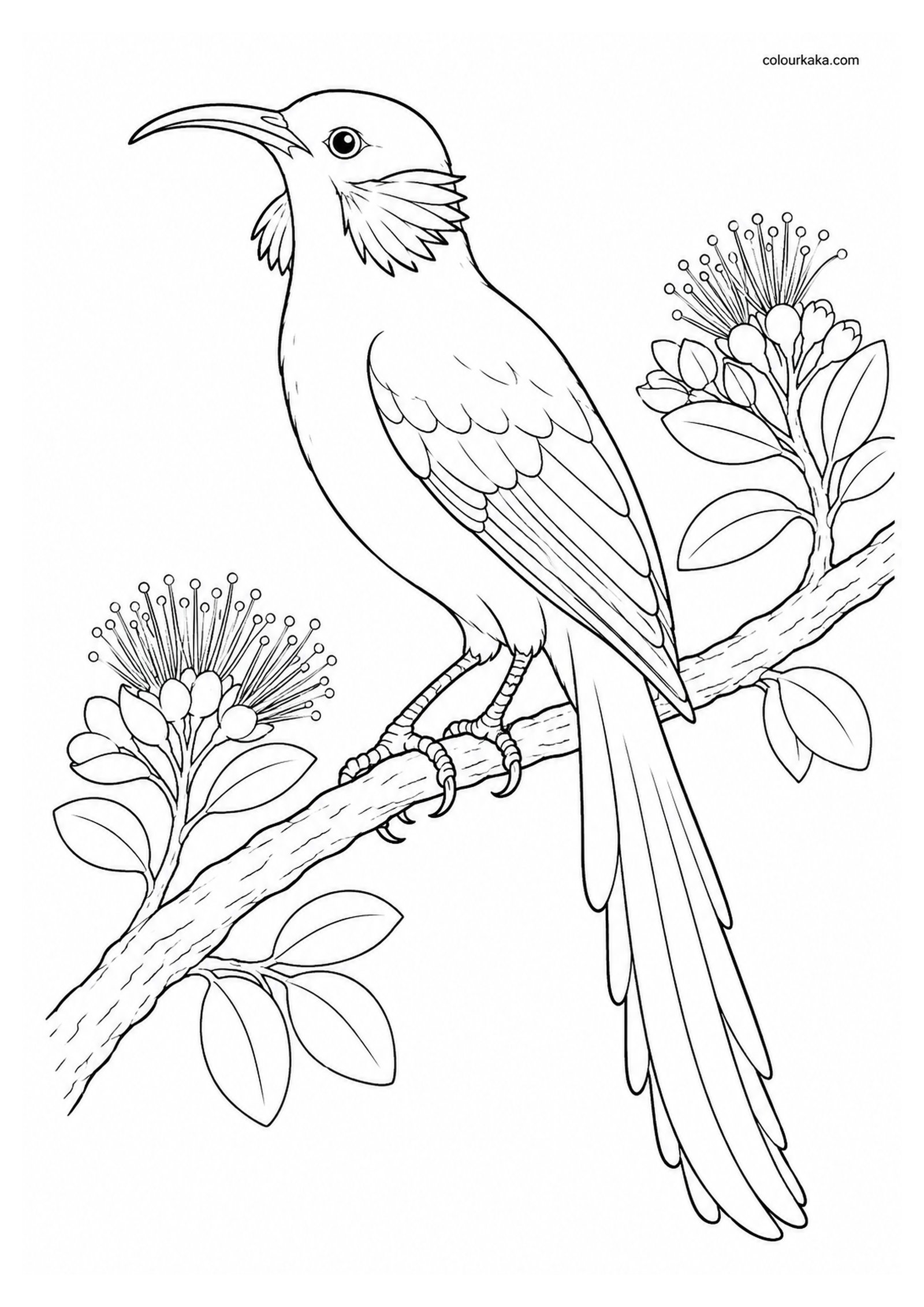 Oʻahu ʻŌʻō Colouring Page colouring page preview