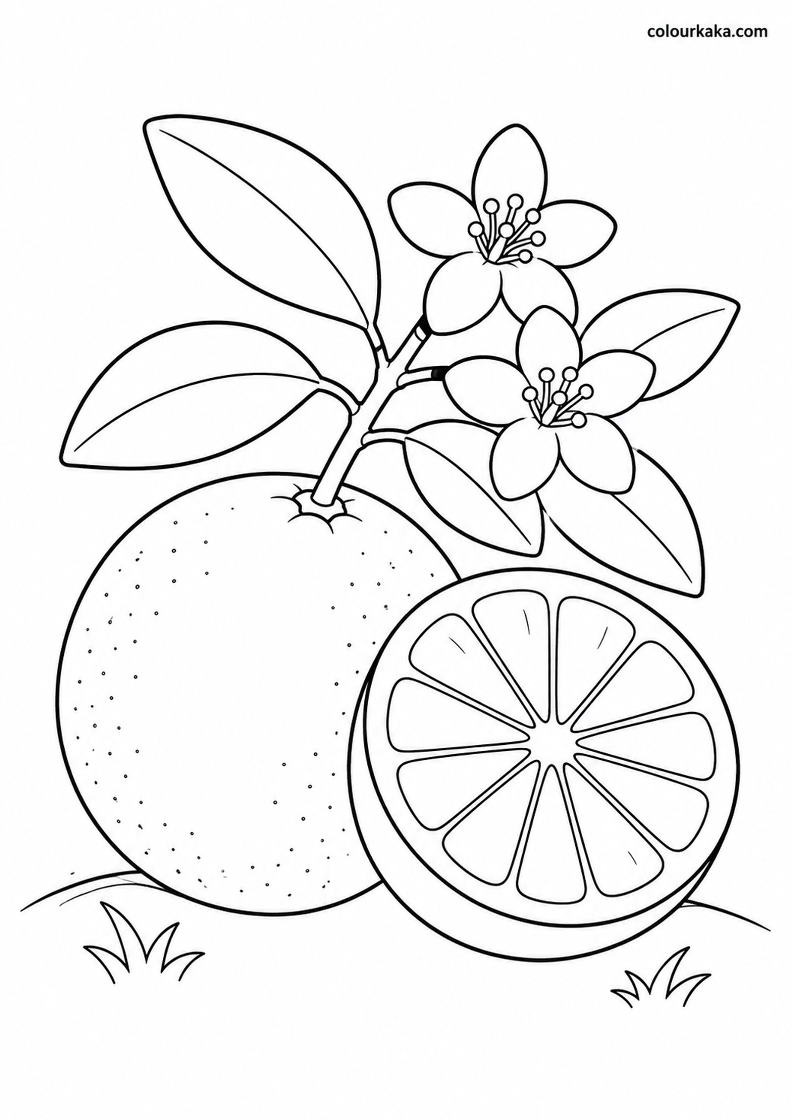 Orange Citrus Colouring Page colouring page preview