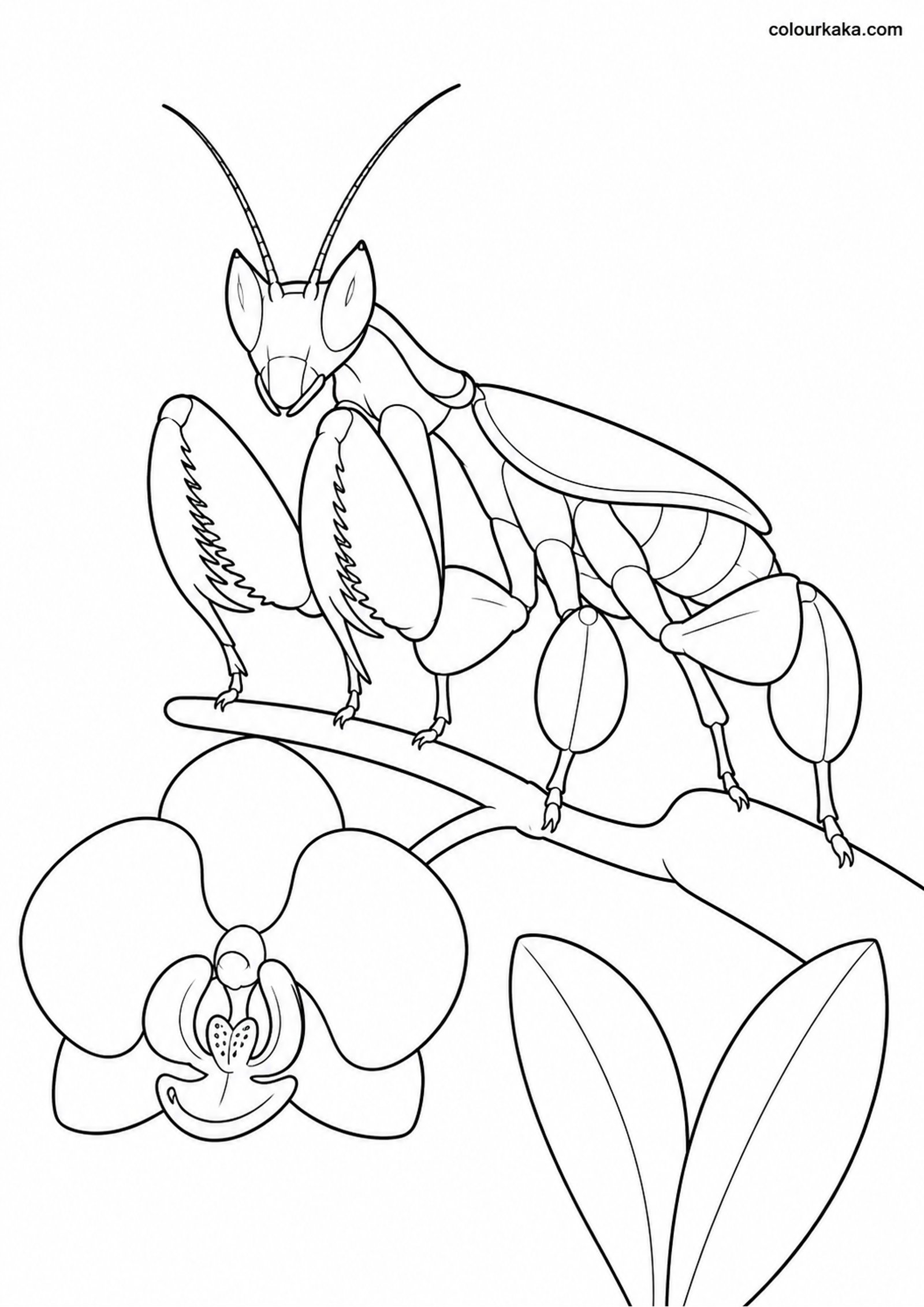 Orchid Mantis Flower Colouring colouring page preview