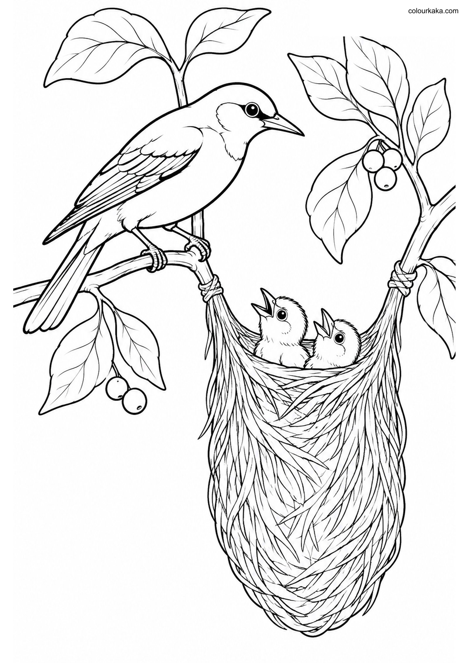 Oriole Pouch Nest Colouring Page colouring page preview