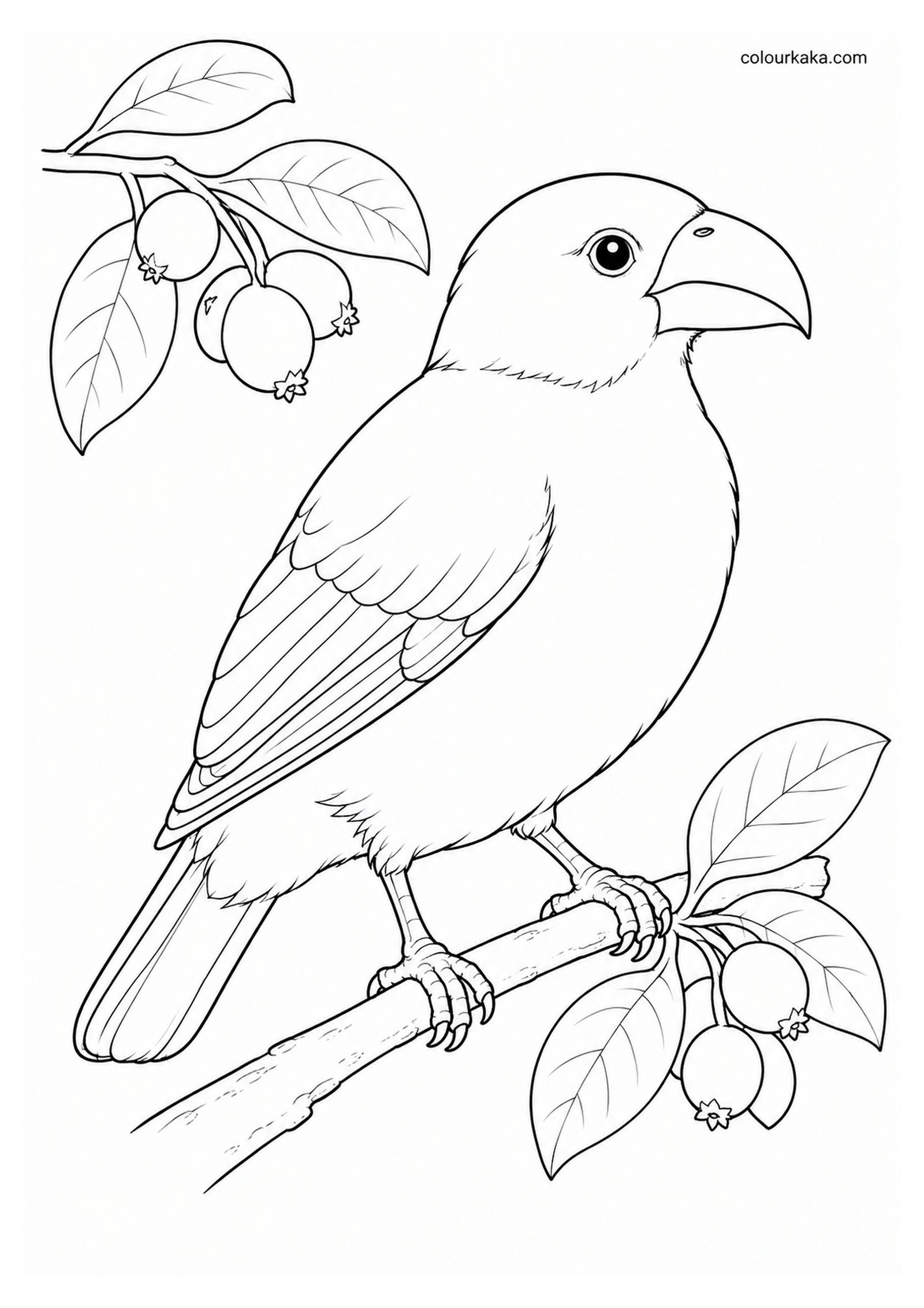 ʻŌʻū Colouring Page colouring page preview