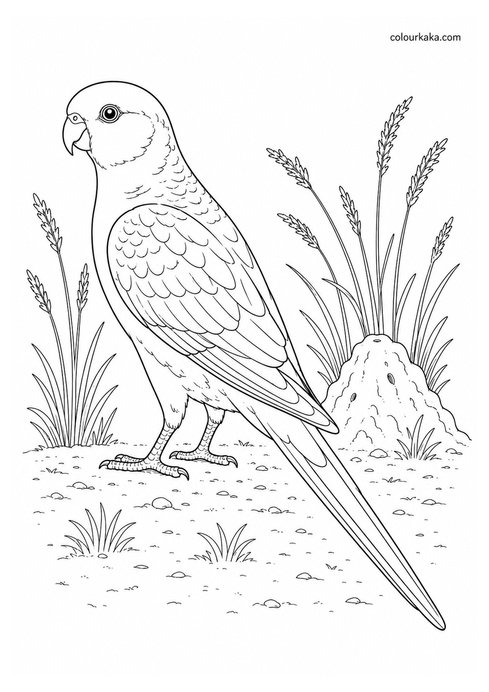 Paradise Parrot Colouring Page colouring page preview