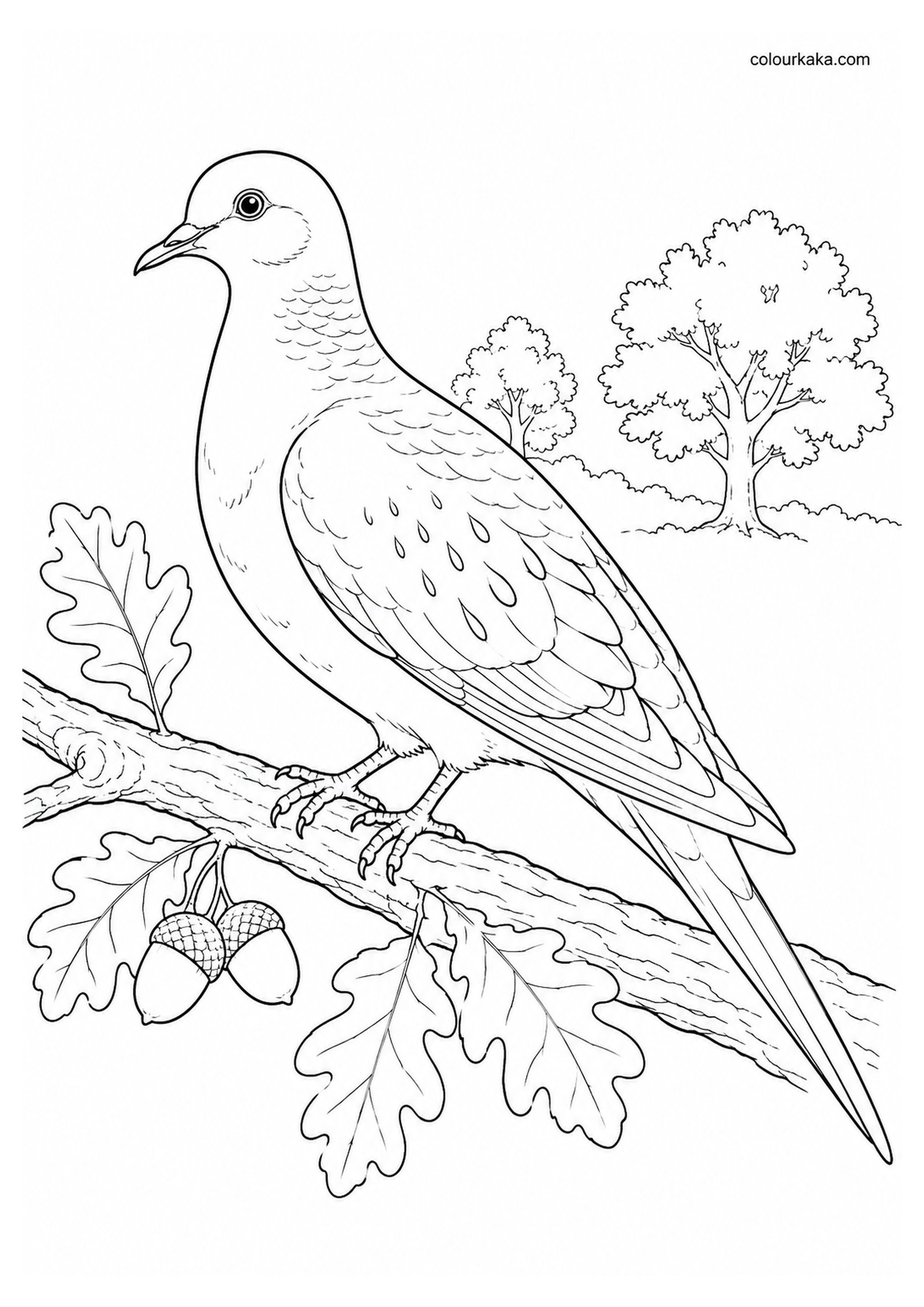 Passenger Pigeon Colouring Page colouring page preview