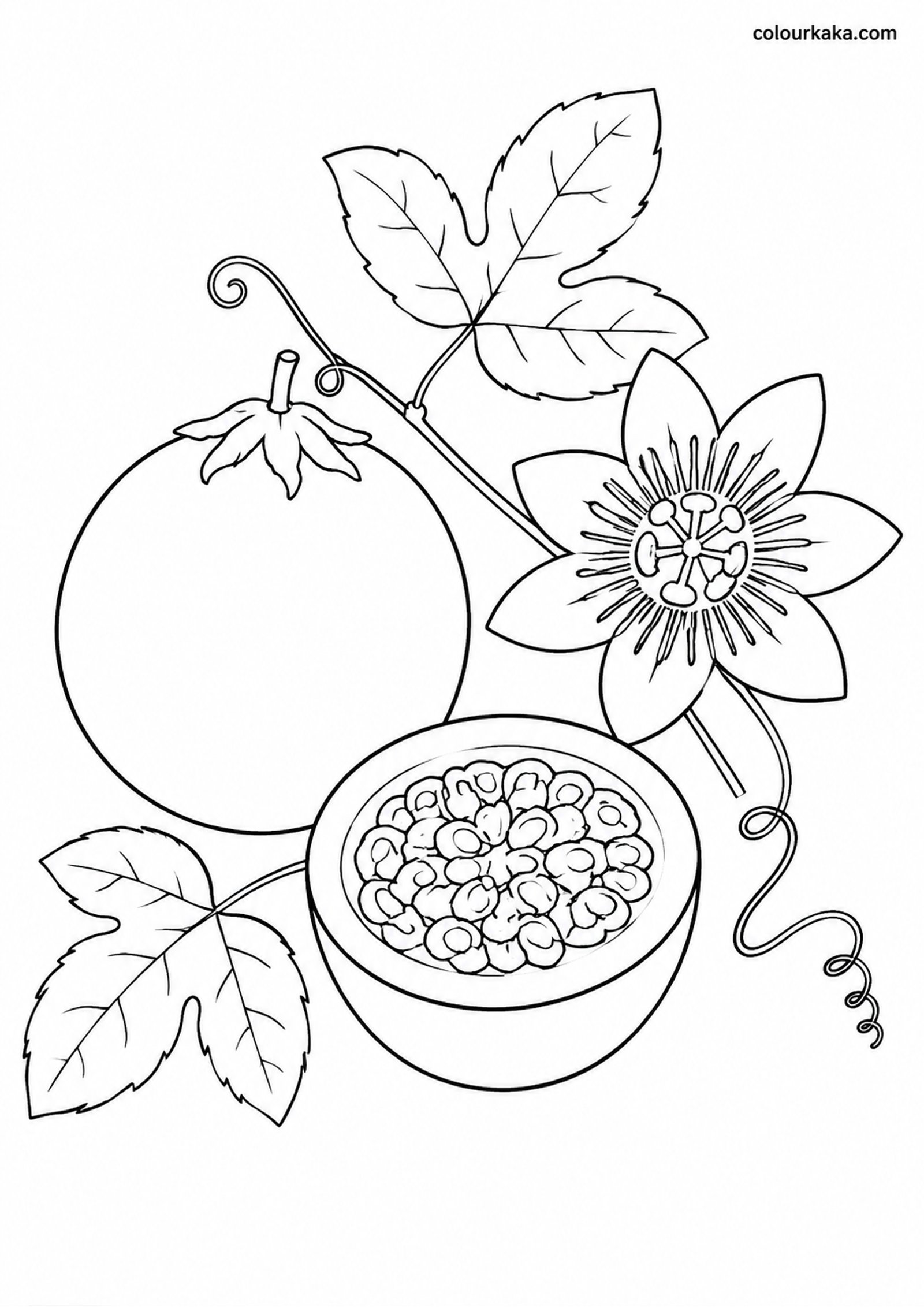 Passion Fruit Vine Colouring colouring page preview