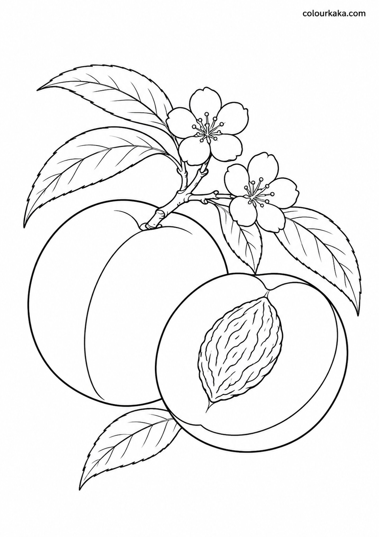 Peach Orchard Colouring Sheet colouring page preview