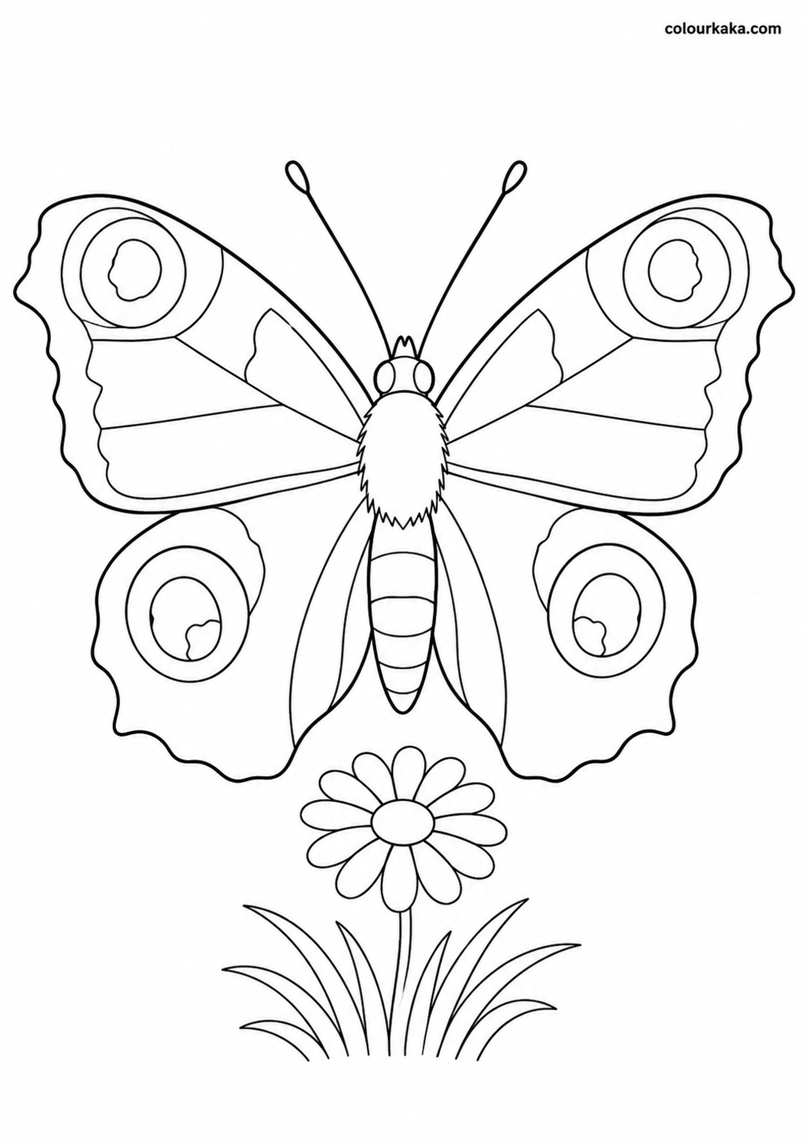 Peacock Butterfly Colouring colouring page preview