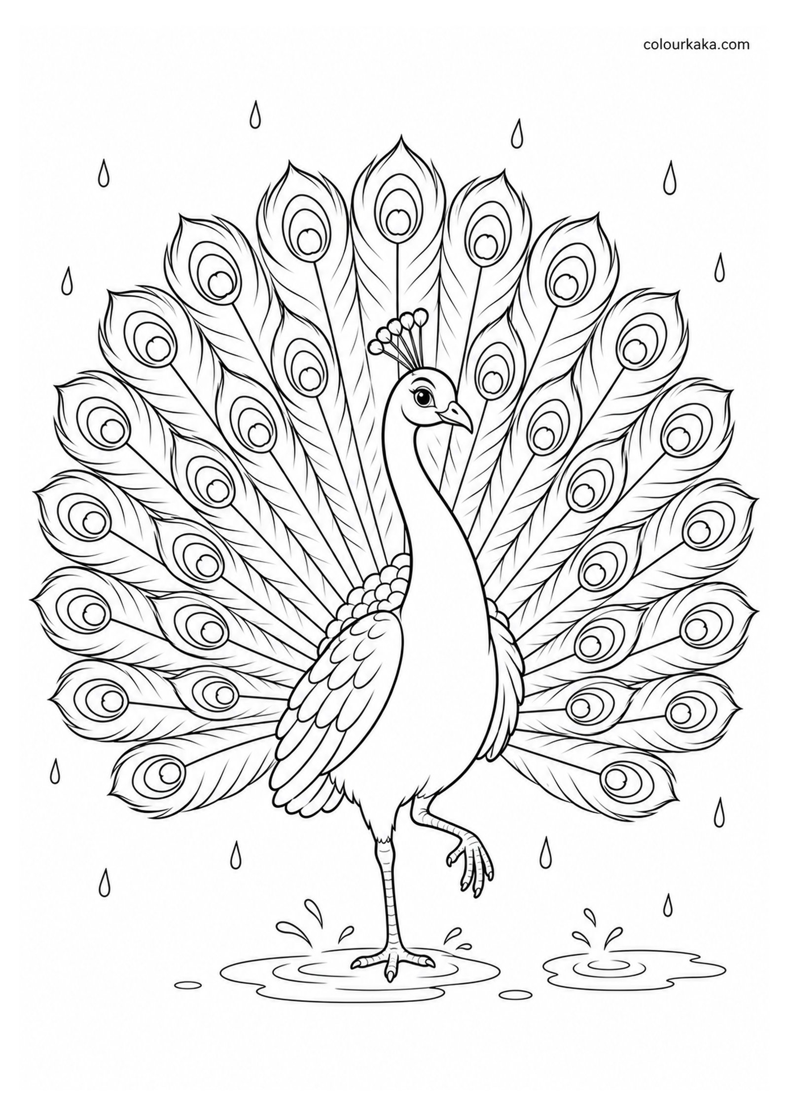 Peacock Dancing in the Rain Colouring Page colouring page preview
