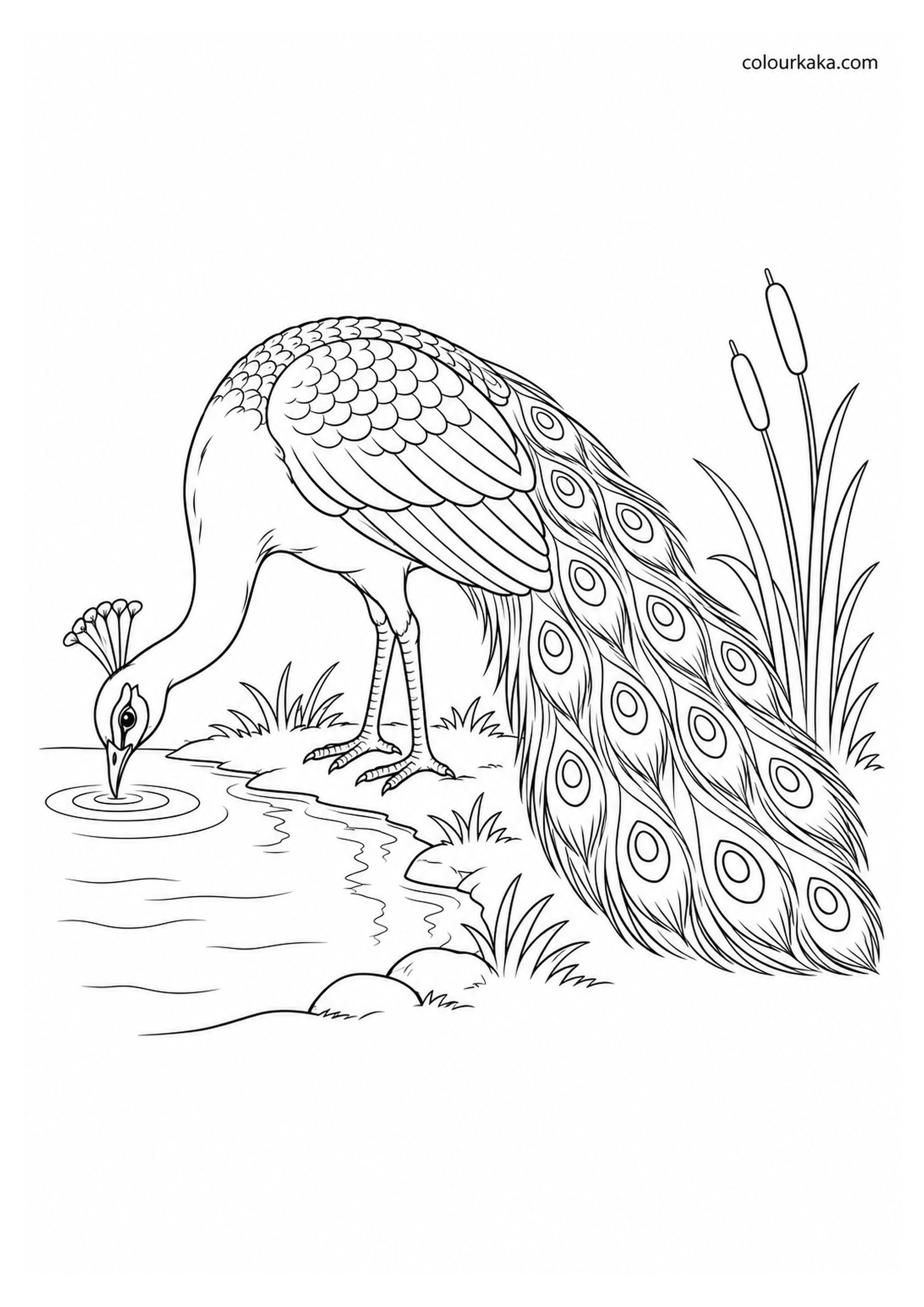 Peacock Drinking Water by a Pond Colouring Page colouring page preview