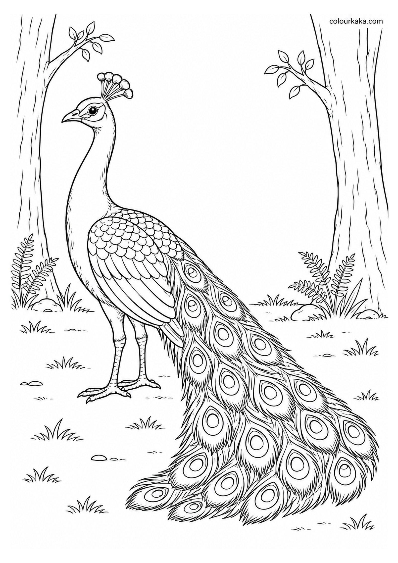 Peacock in a Forest Clearing Colouring Page colouring page preview